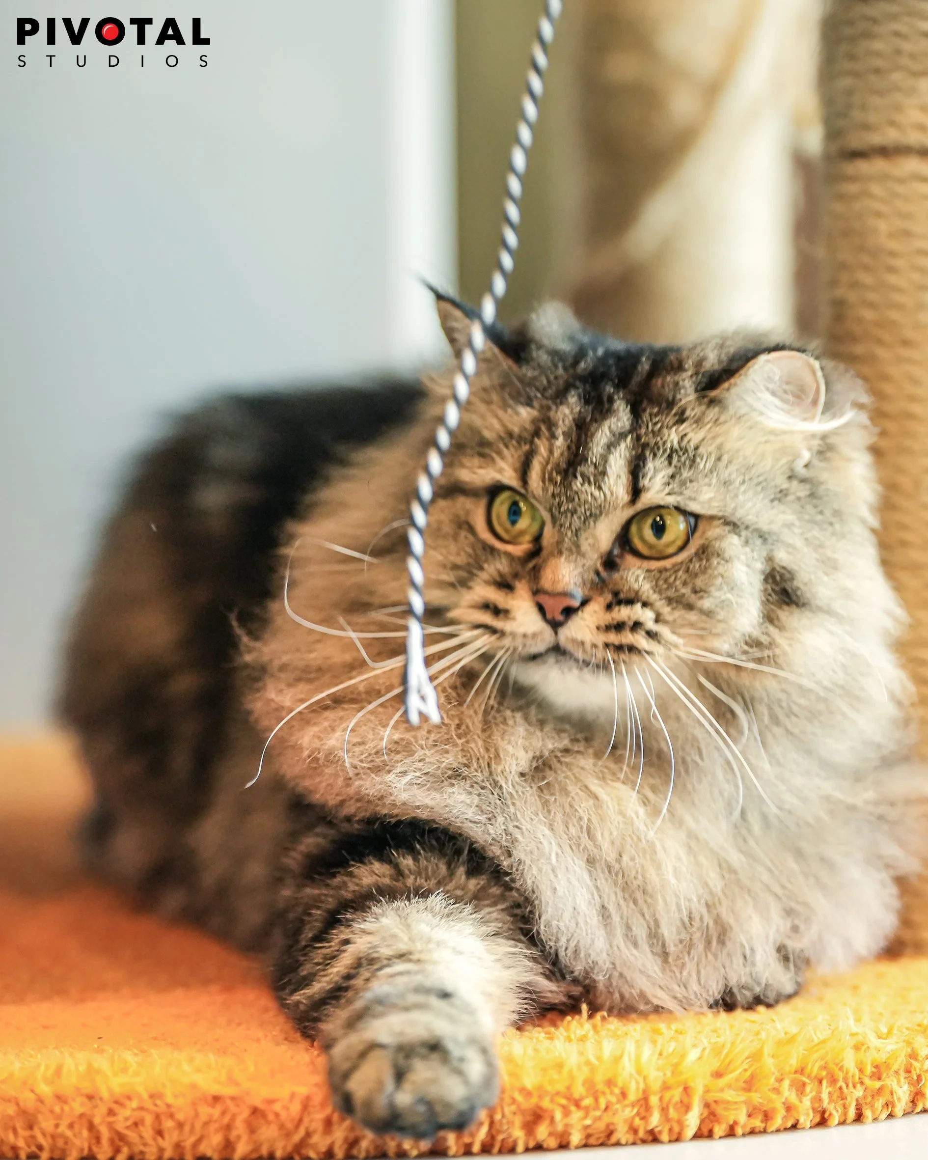 Meow_09.jpg