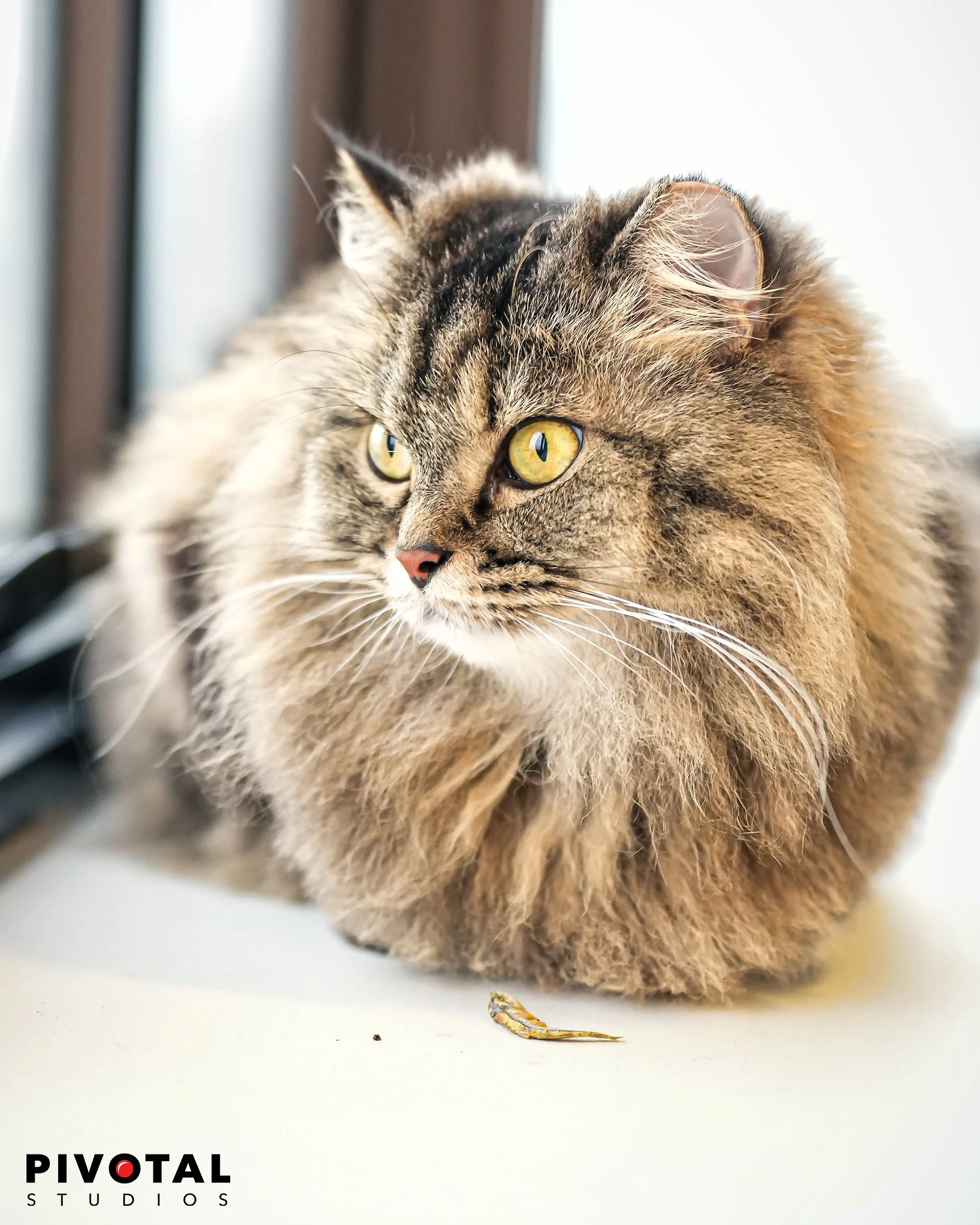 Meow_17.jpg