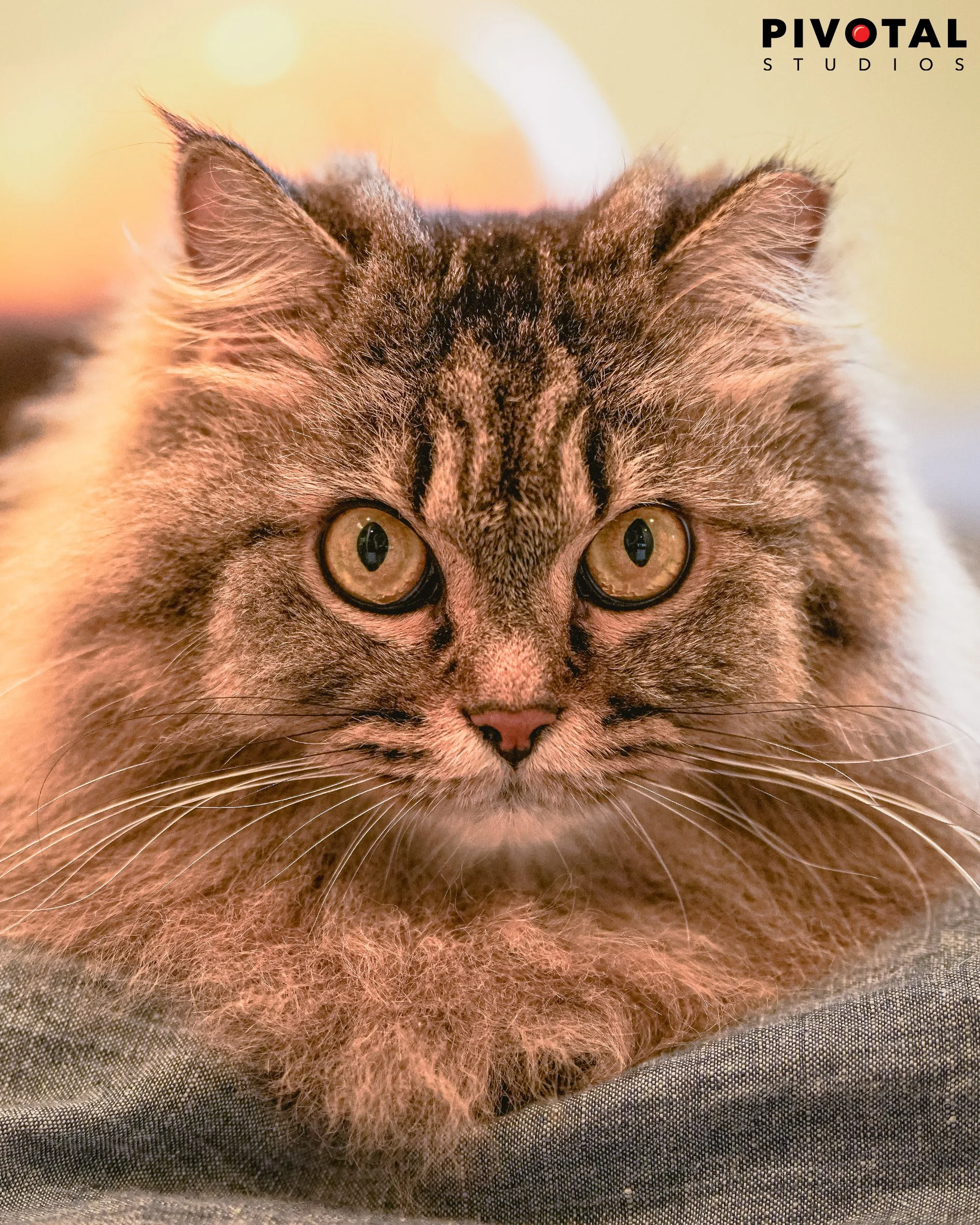 Meow_04.jpg