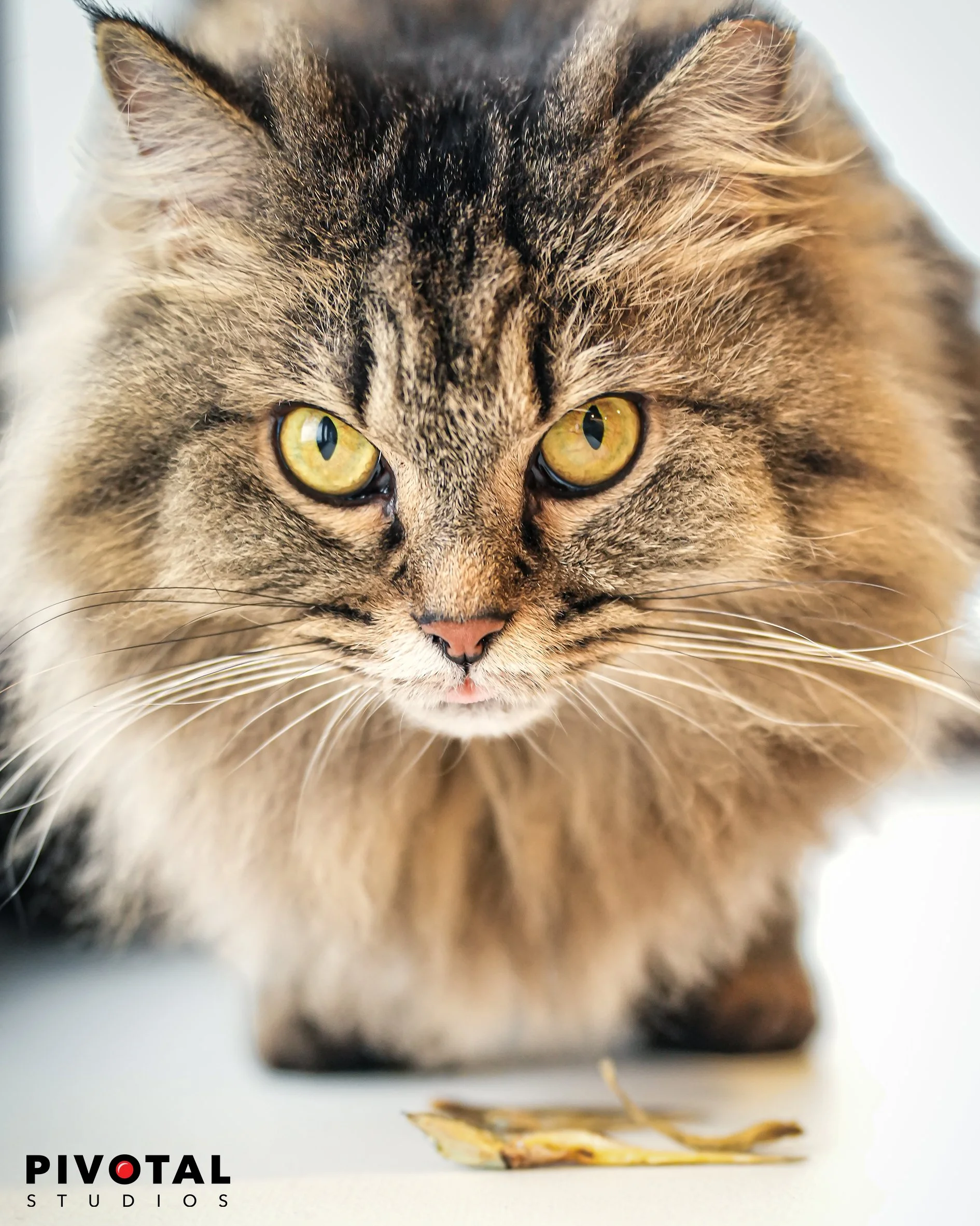Meow_16.jpg