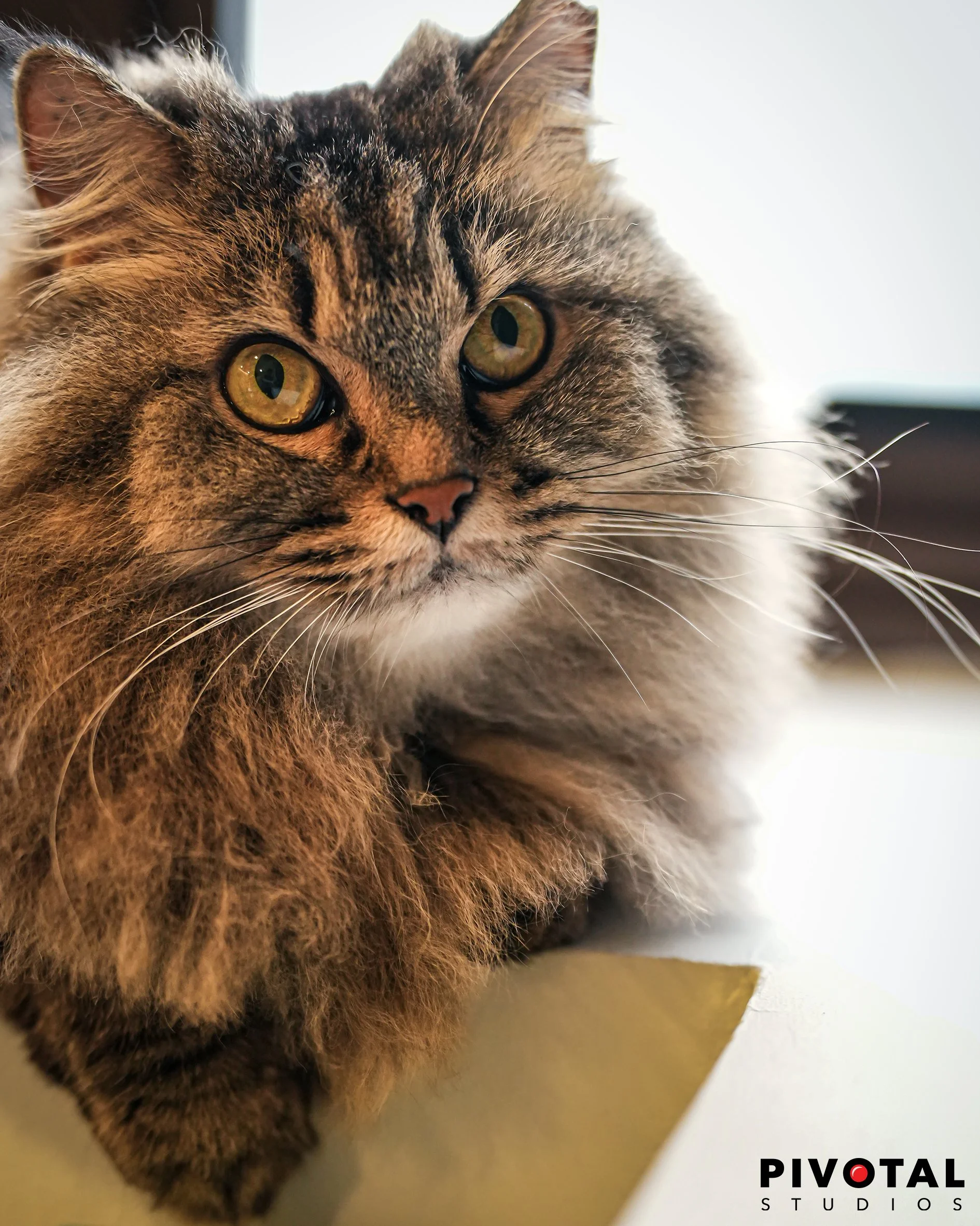 Meow_13.jpg