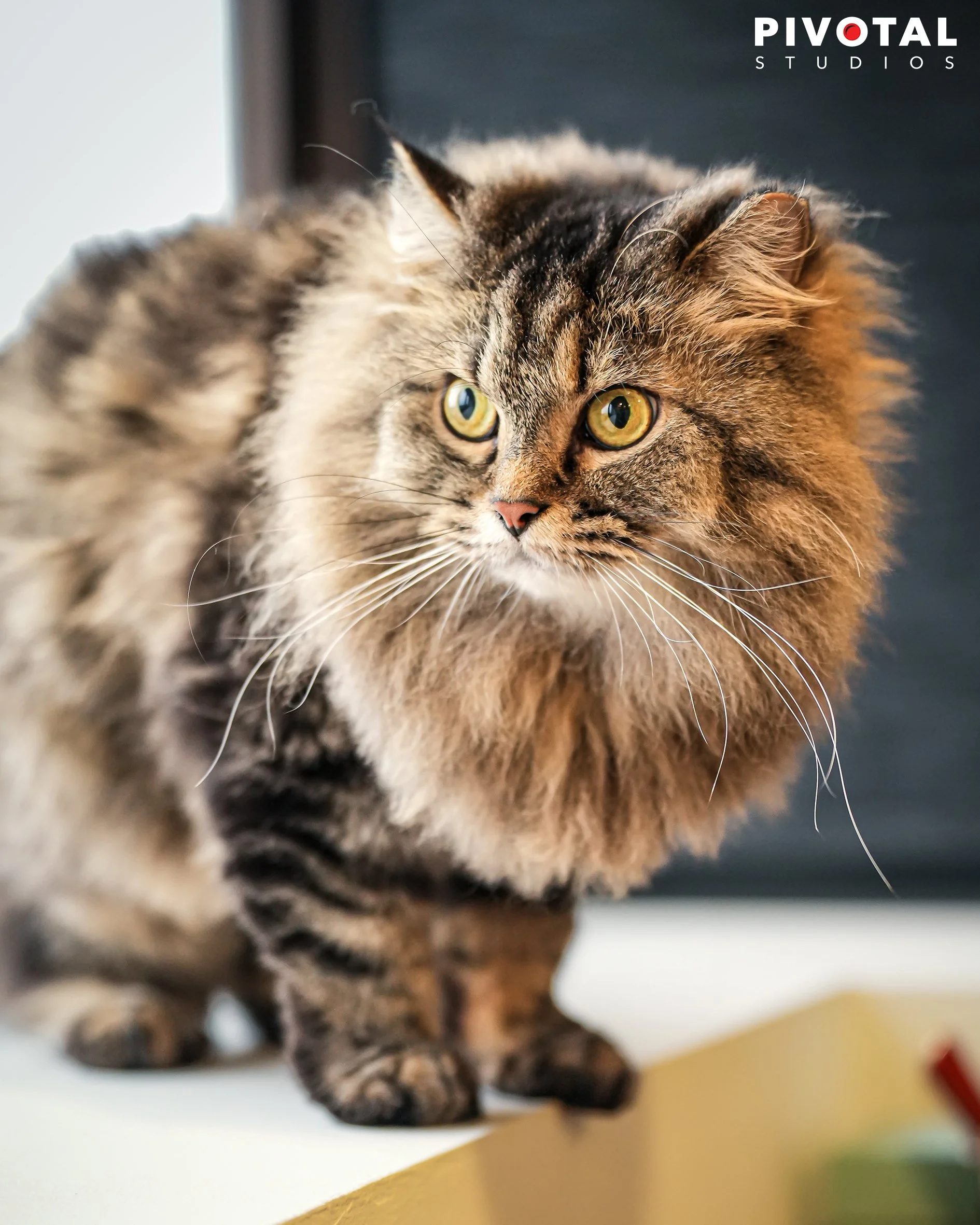 Meow_12.jpg