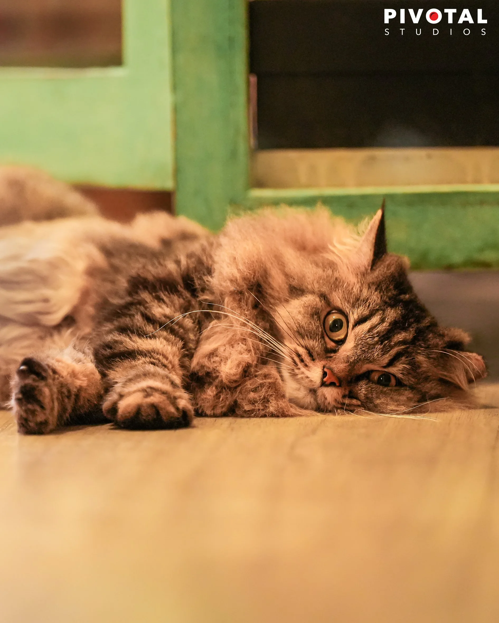 Meow_11.jpg