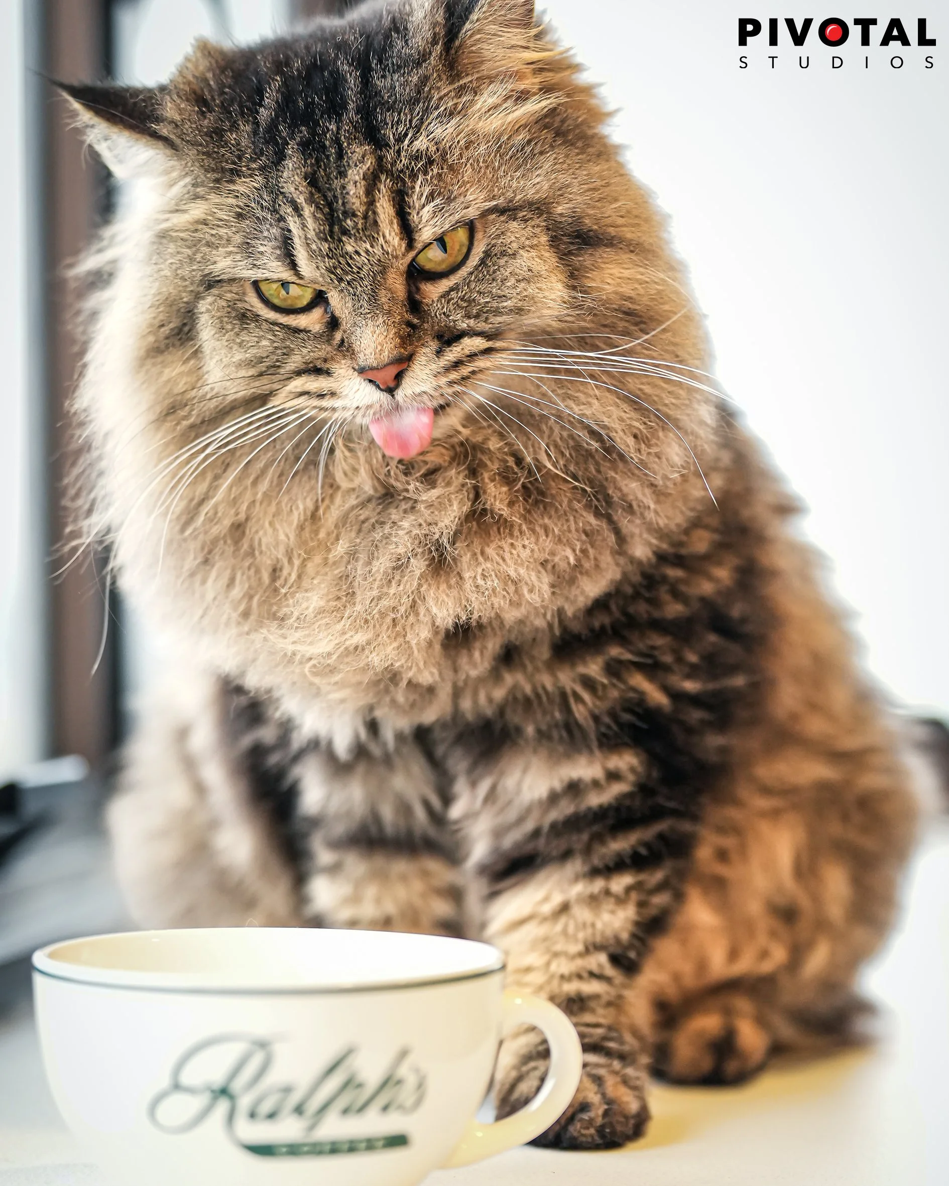 Meow_21.jpg