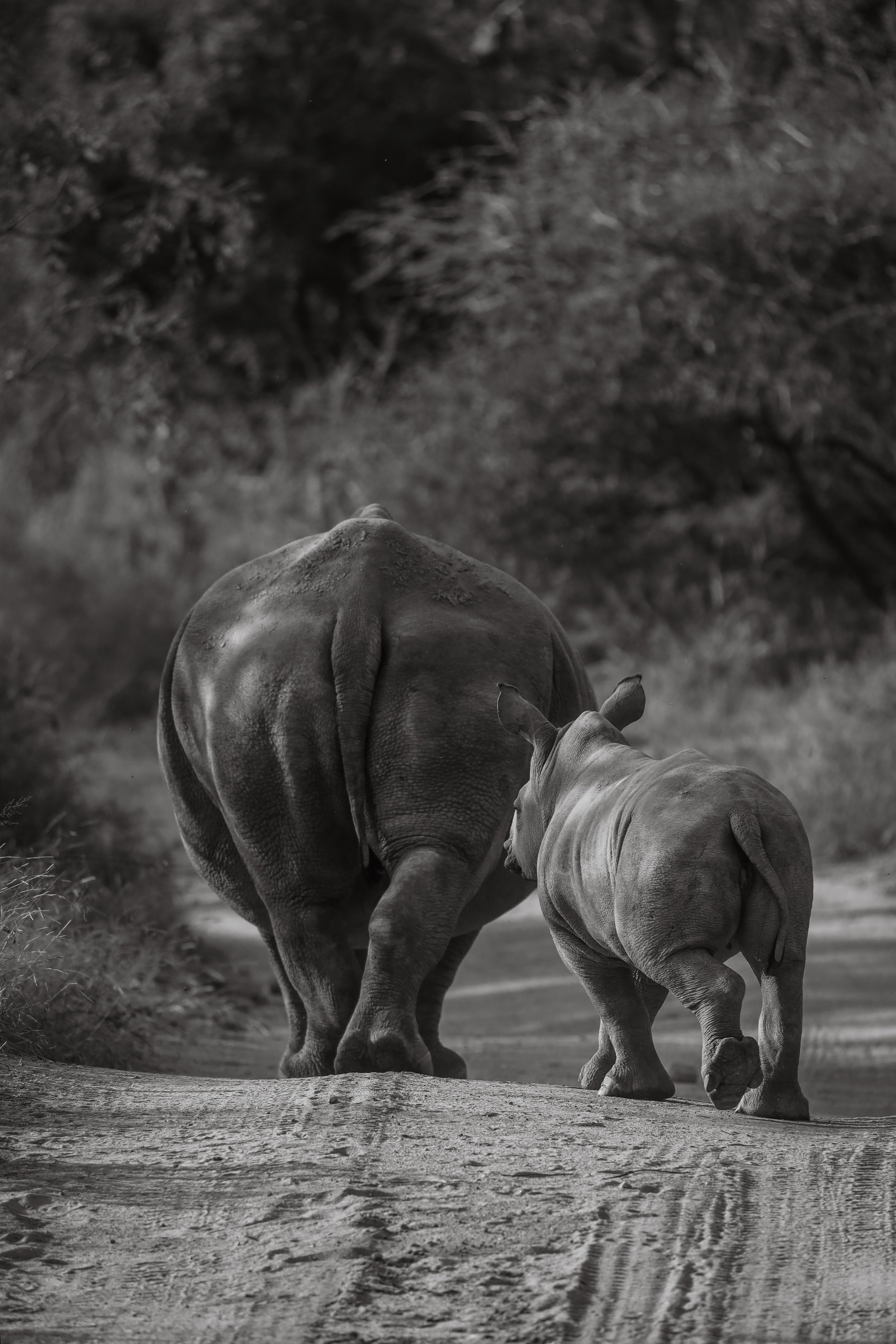 Capturing the Wild
A Guide to Photographing African Wildlife in South Africa South Africa is a wildlife photographer's dream, boasting a vast array of landscapes and a stunning diversity of anim
