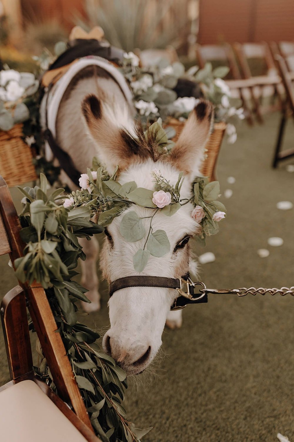 Burro wearing florals at Arizona desert wedding