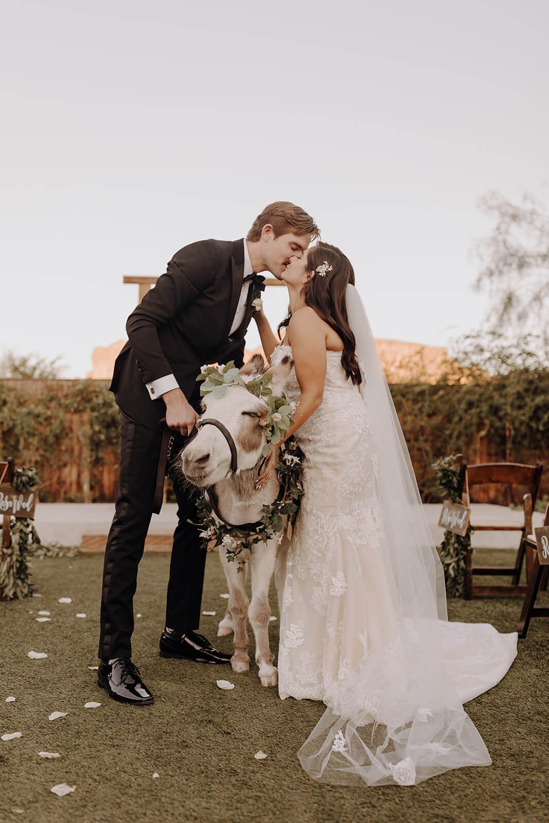 Bride and groom kiss while petting burro at Arizona desert wedding