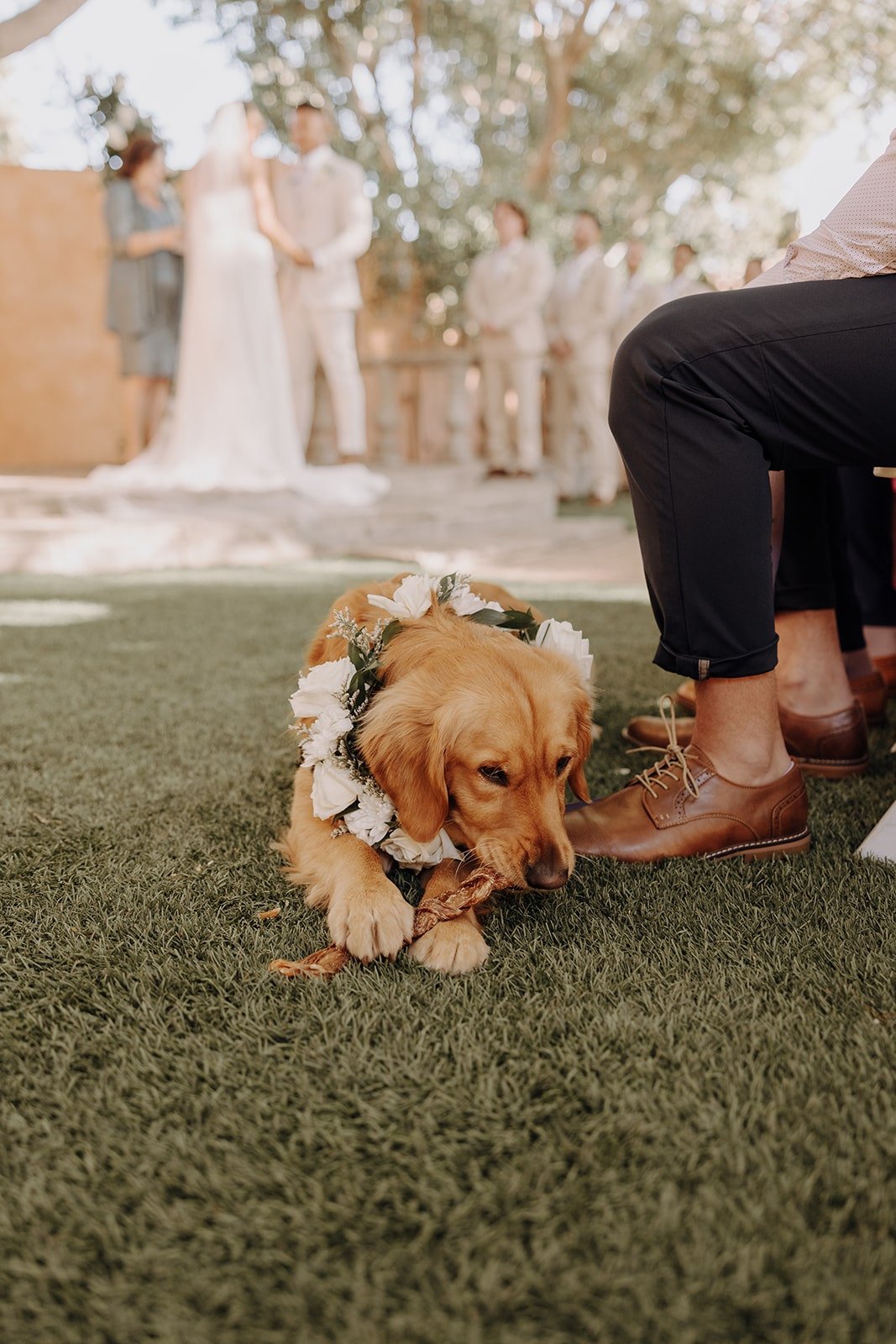 Golden retriever wearing flower wreath chewing on a bone