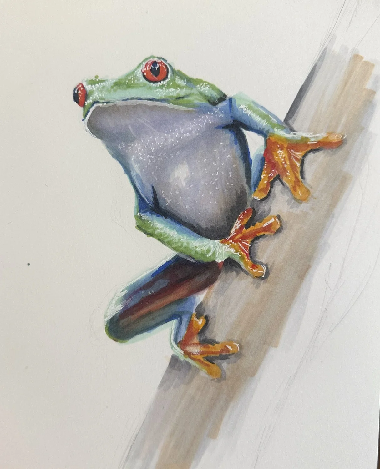 tree frog.jpg