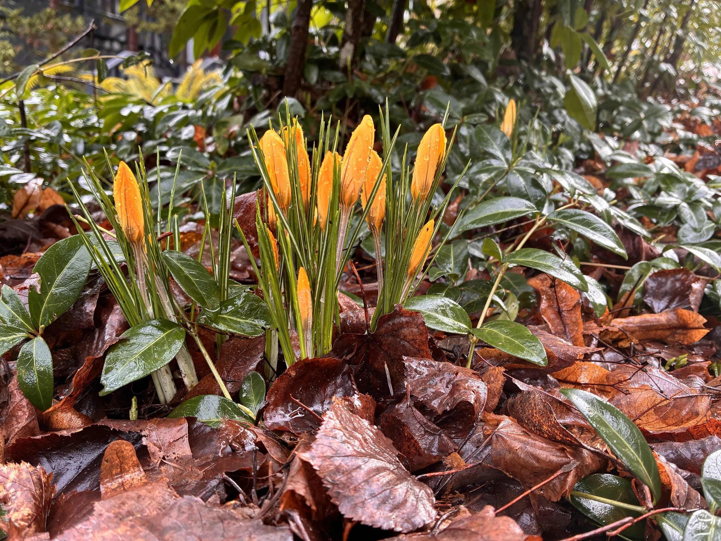 life hope spring resilience crocus