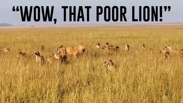 Wow-that-poor-lion.jpg