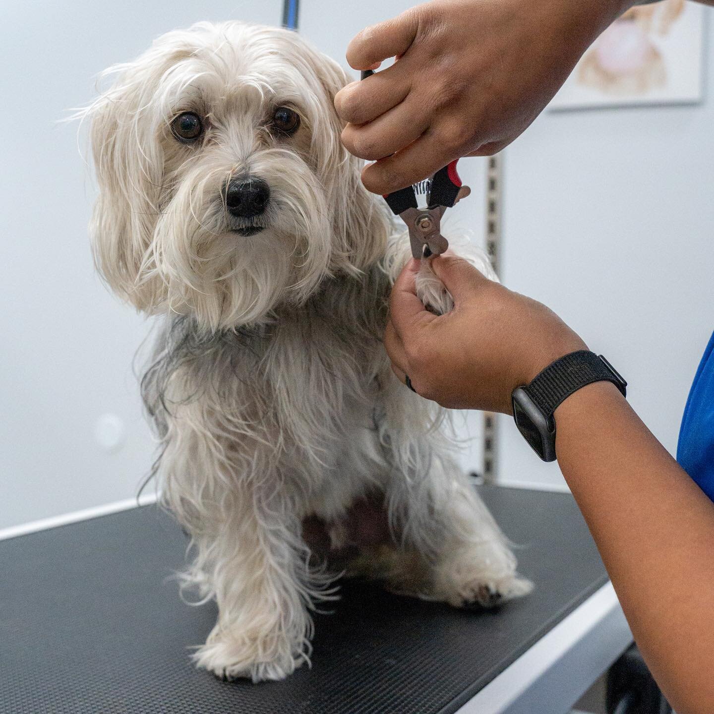 Trimming your dog&rsquo;s nails is an important grooming task that helps them stay happy and healthy✨🐾 #4pets #4petsgrooming #altamontesprings #altamontespringsgroomer #orlandogroomer #petgroomingcentalflorida #centralfloridagroomer