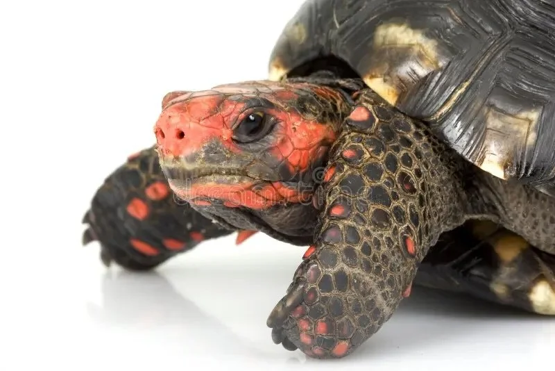 La tortue disparue : ce que le désordre cache vraiment