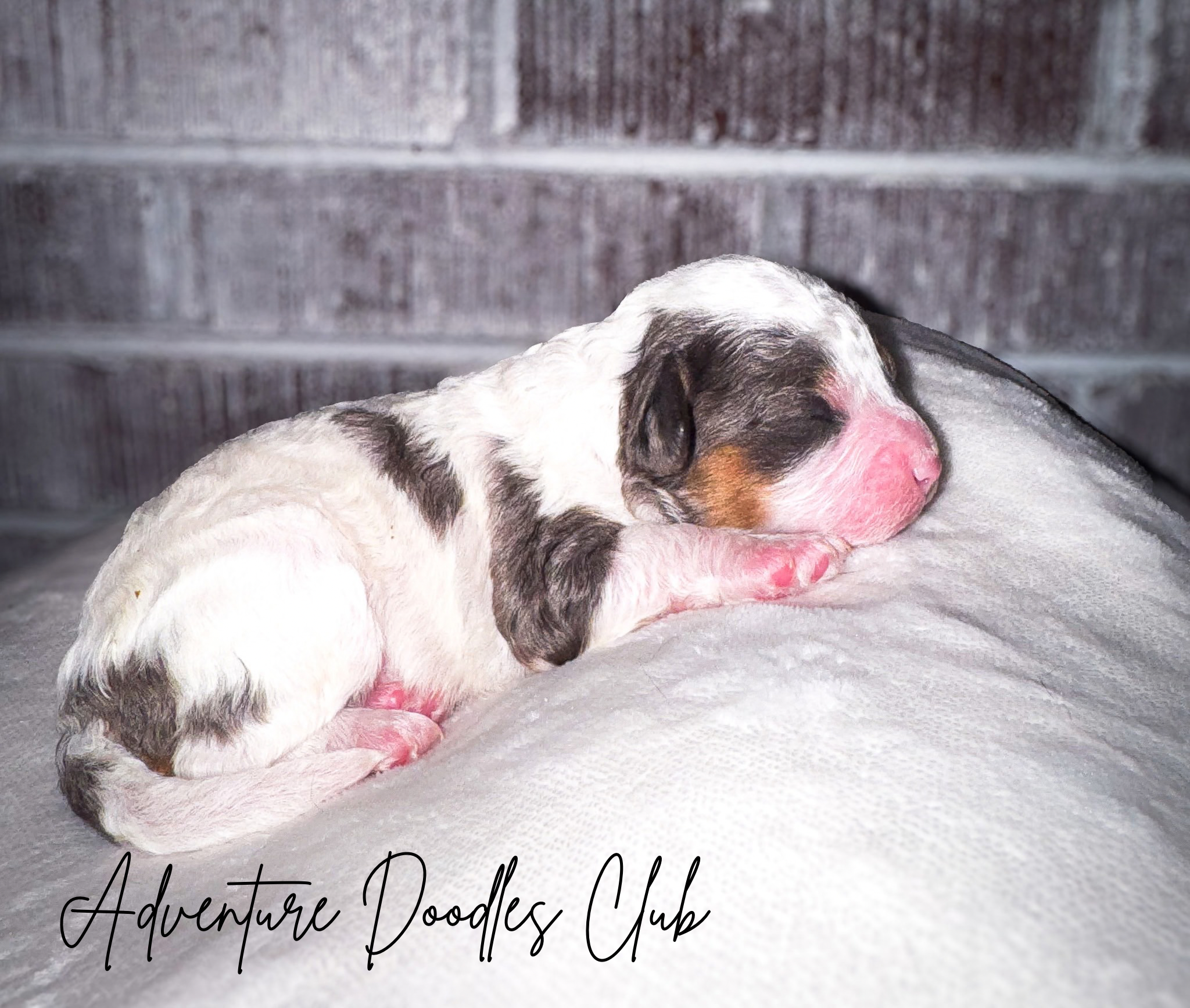 Adventure Doodles Club (1).png