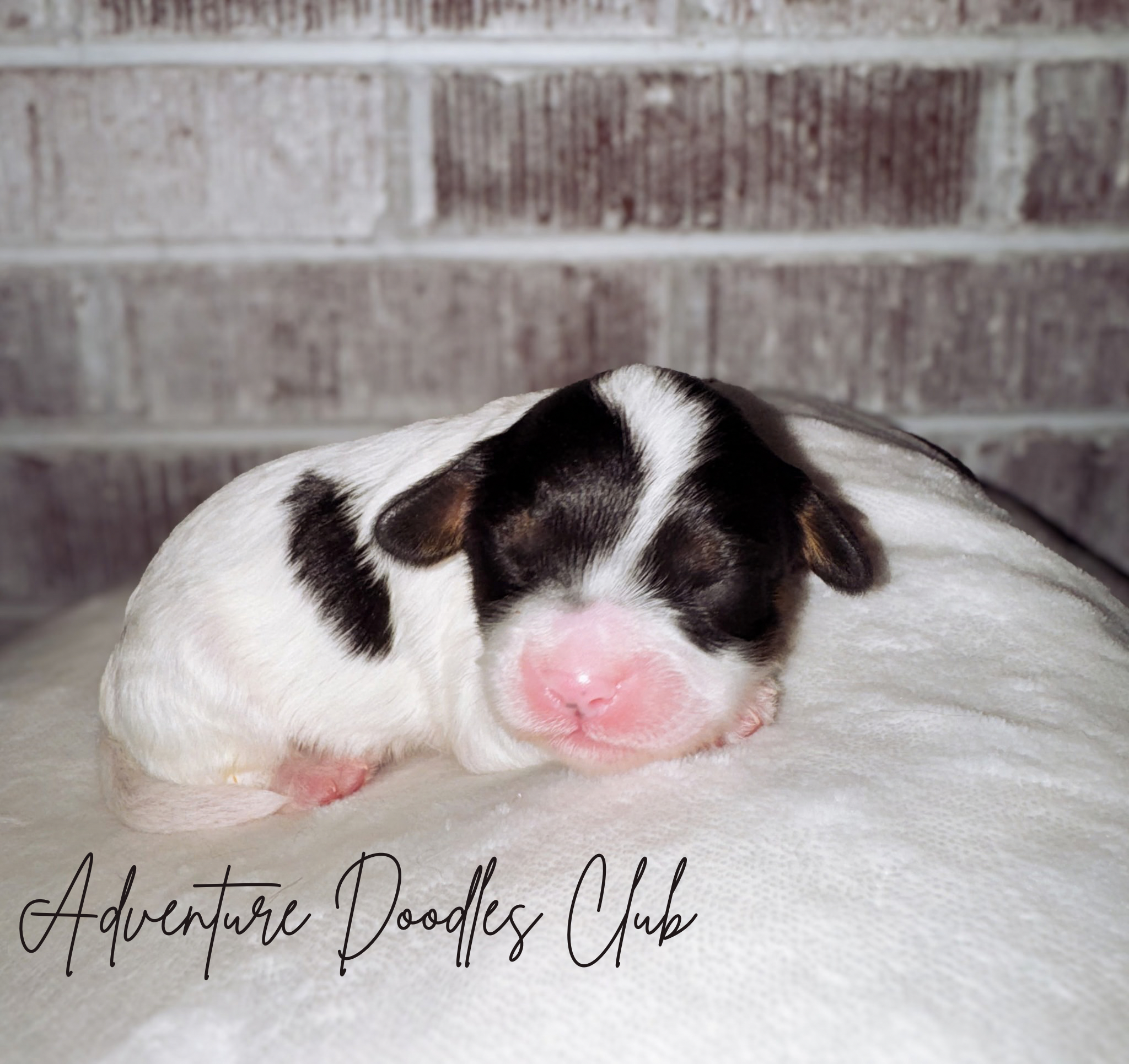 Adventure Doodled Club (1).png