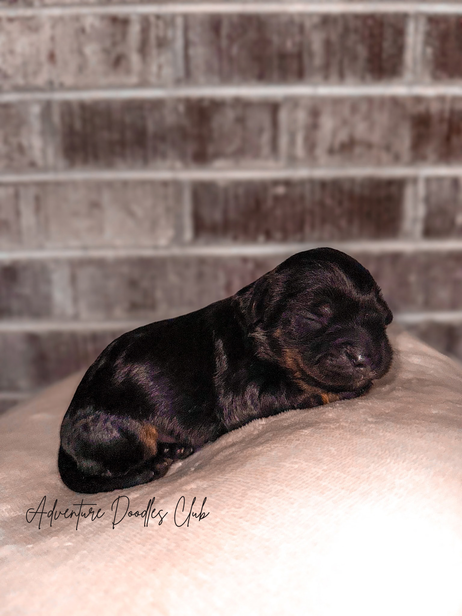 Adventure Doodles Club (3).png