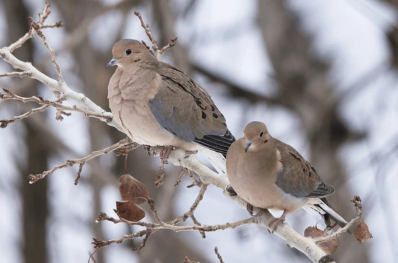 First Sunday after Christmas, December 28 