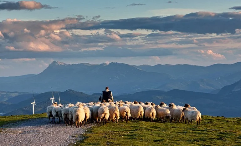 Fourth Sunday of Easter, April 26