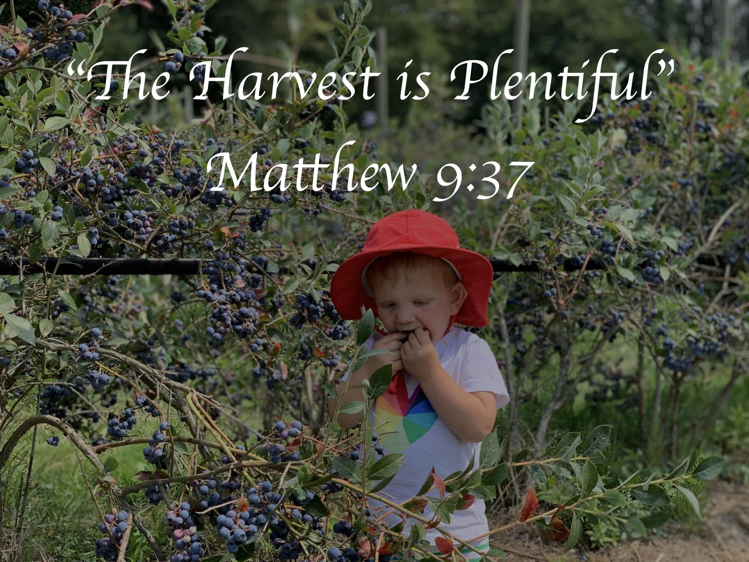 Second Sunday after Pentecost, June 14