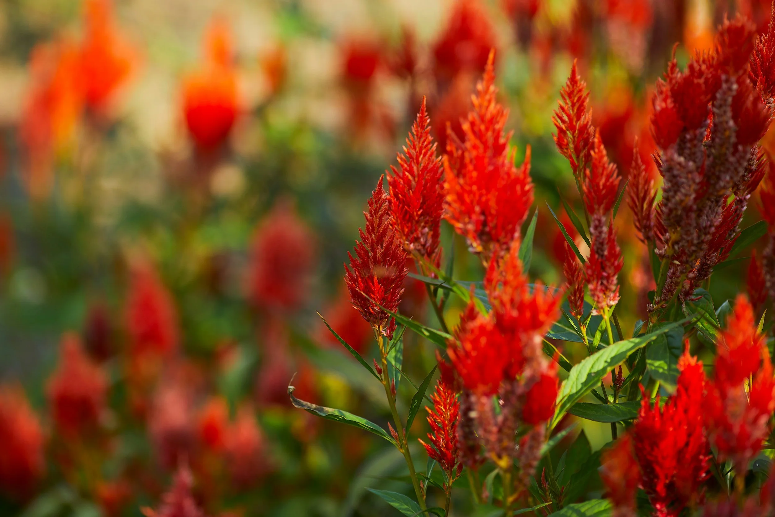 red flowers in a field