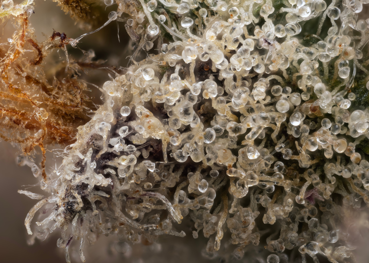 Understanding High Terpene Extract (HTE) — DABSTRACT