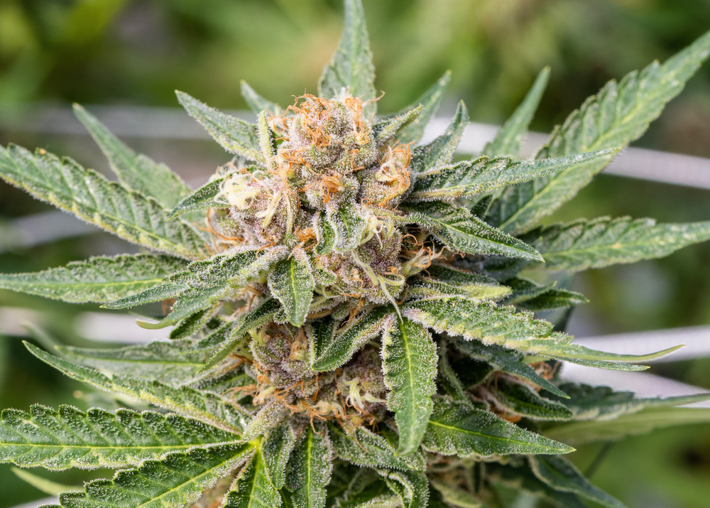 Understanding High Terpene Extract (HTE) — DABSTRACT