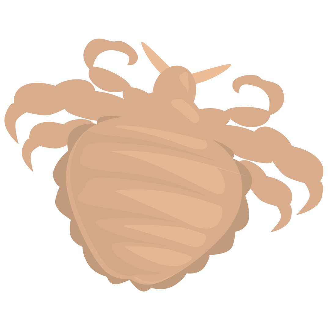 Illustration of a large, beige-colored mite with six legs and antennae.
