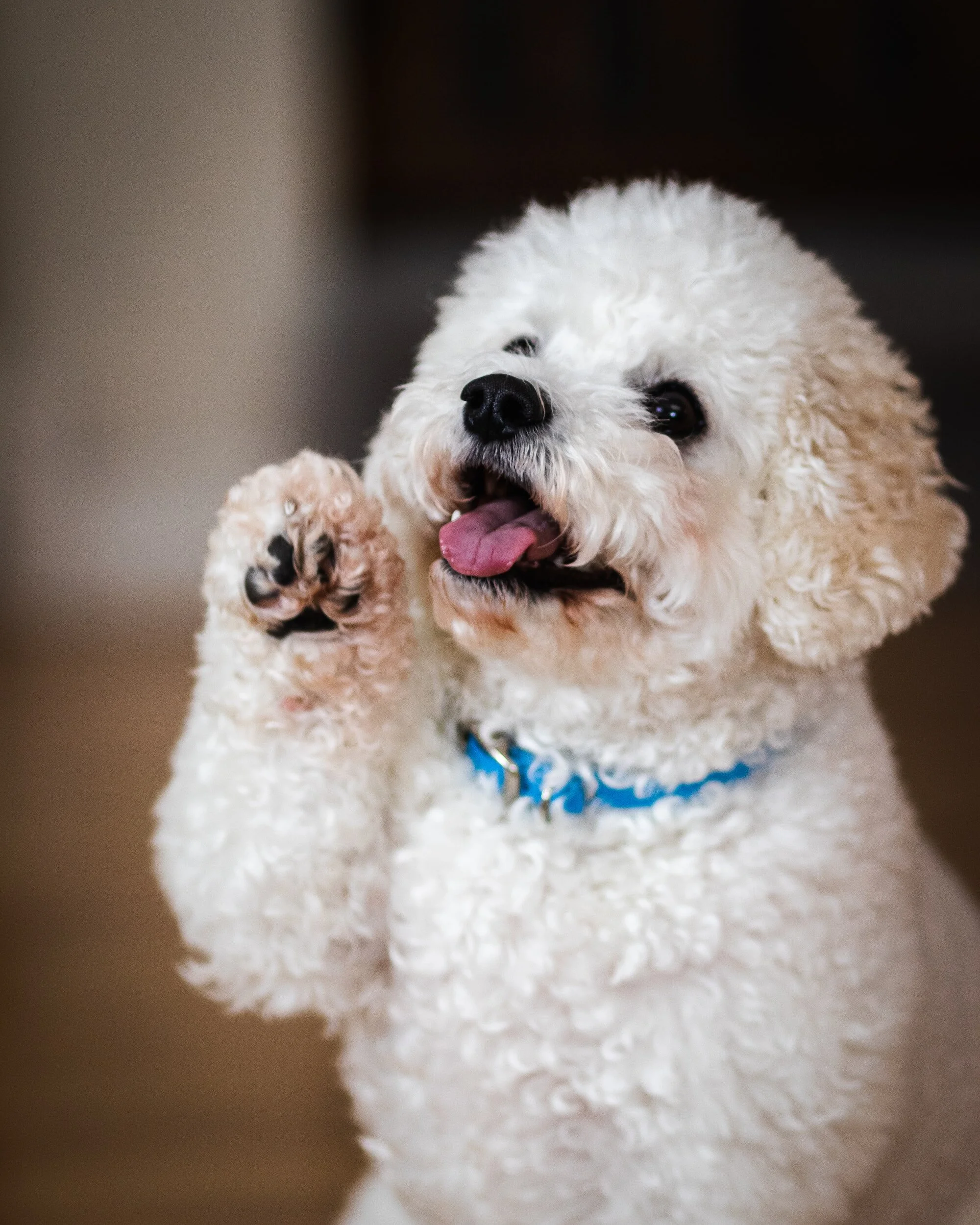 A happy white fluffy dog with a blue collar raising a paw.