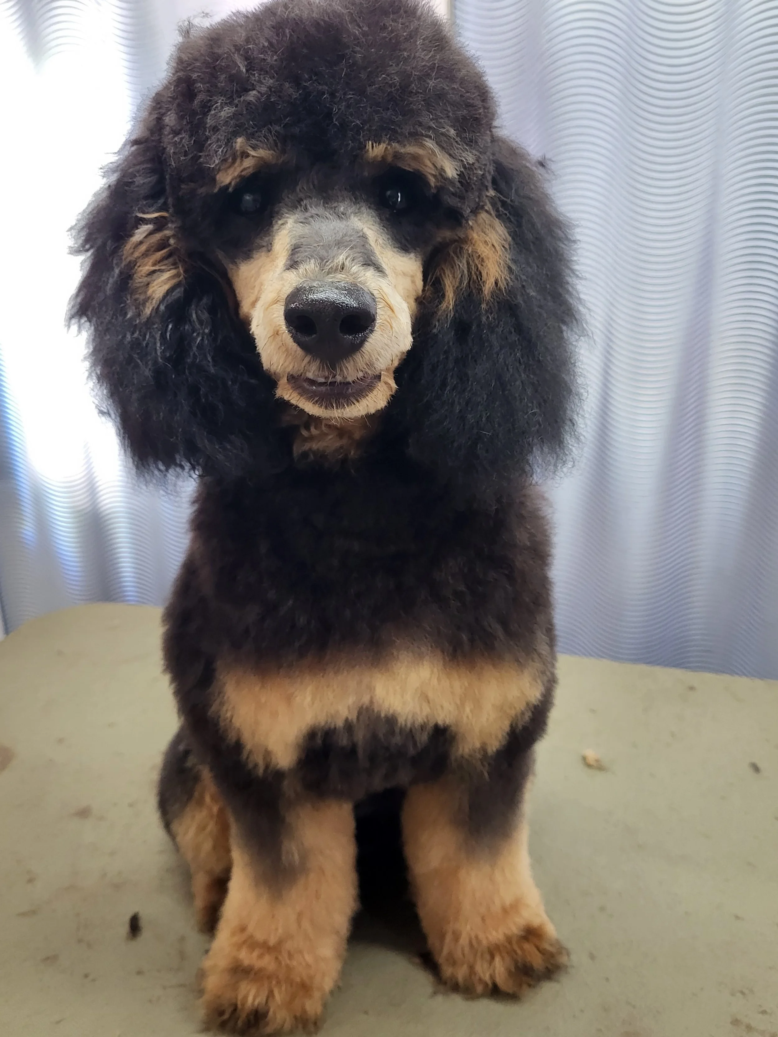 A cute, fluffy, black and tan poodle with a curly coat, sitting on a green surface with silver curtains in the background.