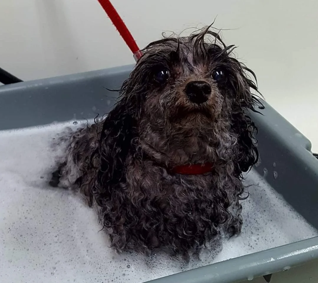 A wet, small, curly-haired dog with big eyes sitting in a gray pet bathing tub filled with soapy water.