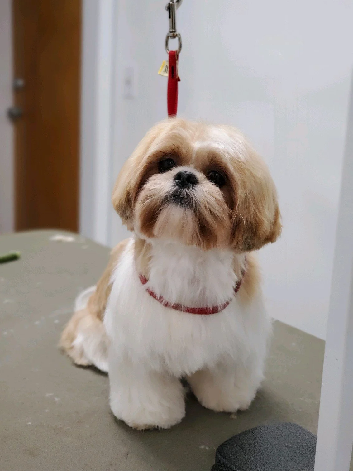 A small Shih Tzu dog with tan and white fur sitting on a table, looking at the camera, with a red leash attached to its collar, in an indoor setting.