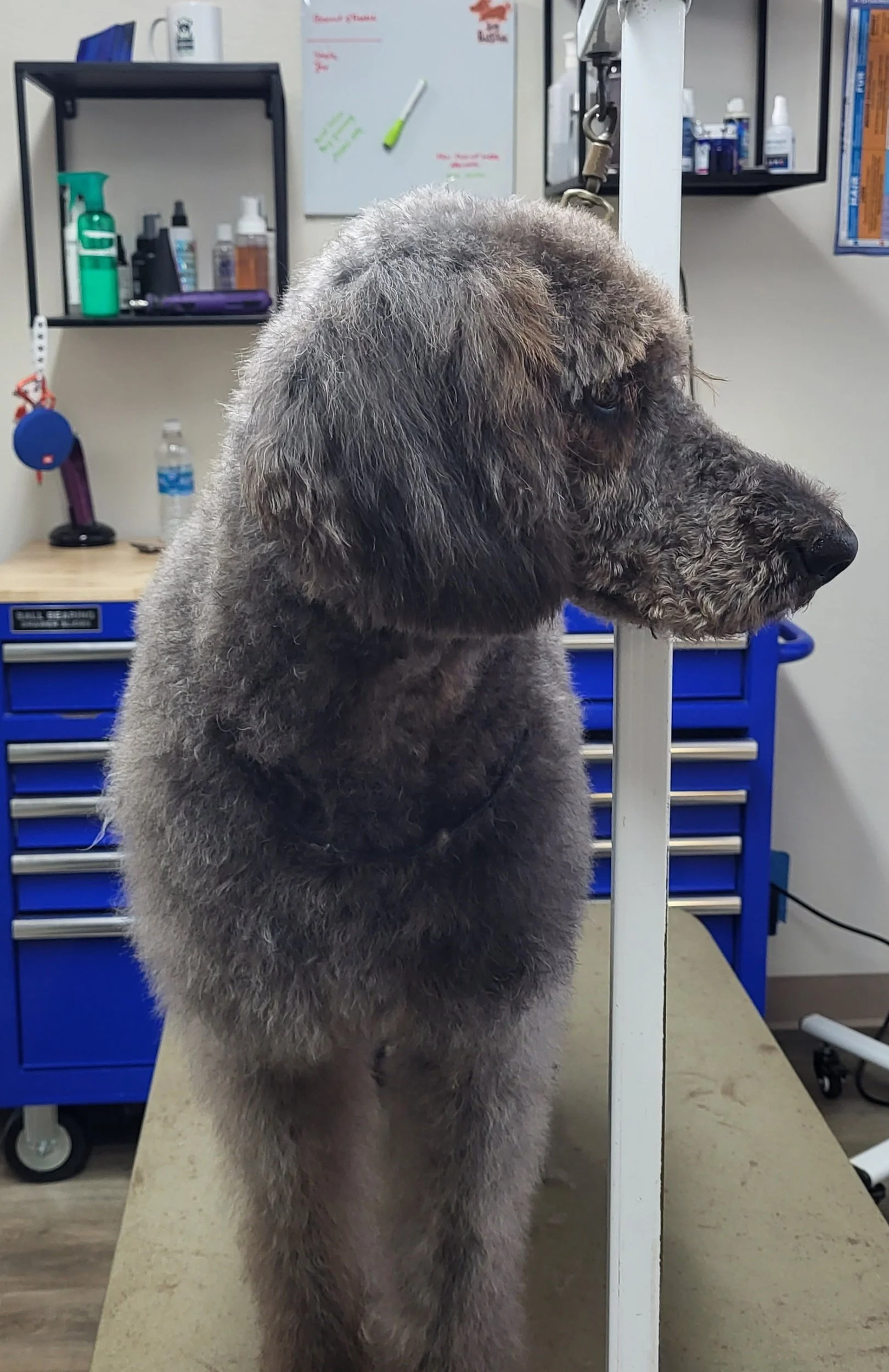 A dog during a grooming session in a grooming shop, with grooming tools and supplies in the background.