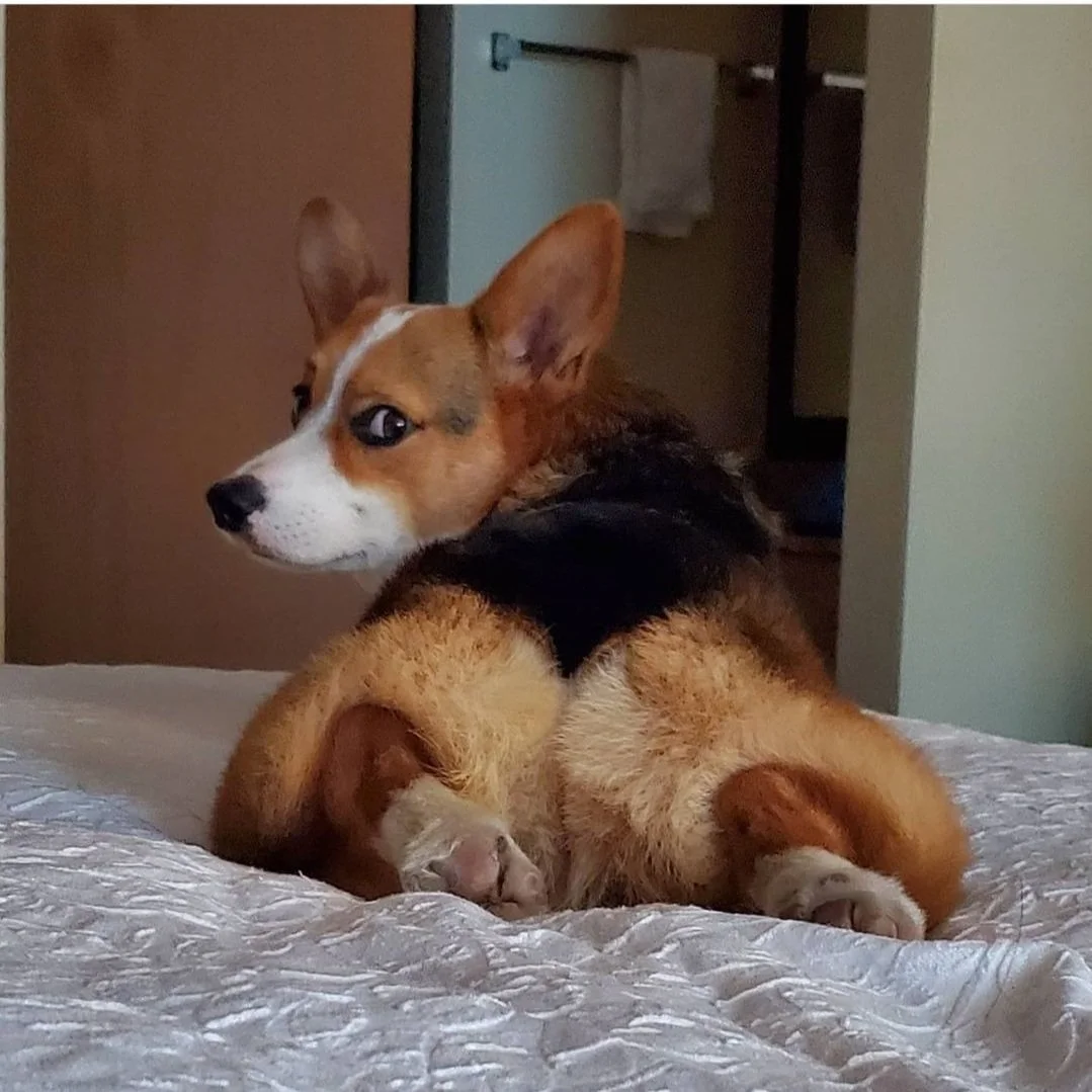 A cute dog, likely a corgi, lying on its stomach on a bed, looking back over its body with one eye. The dog has a tan, white, and black coat and is in a cozy indoor setting.