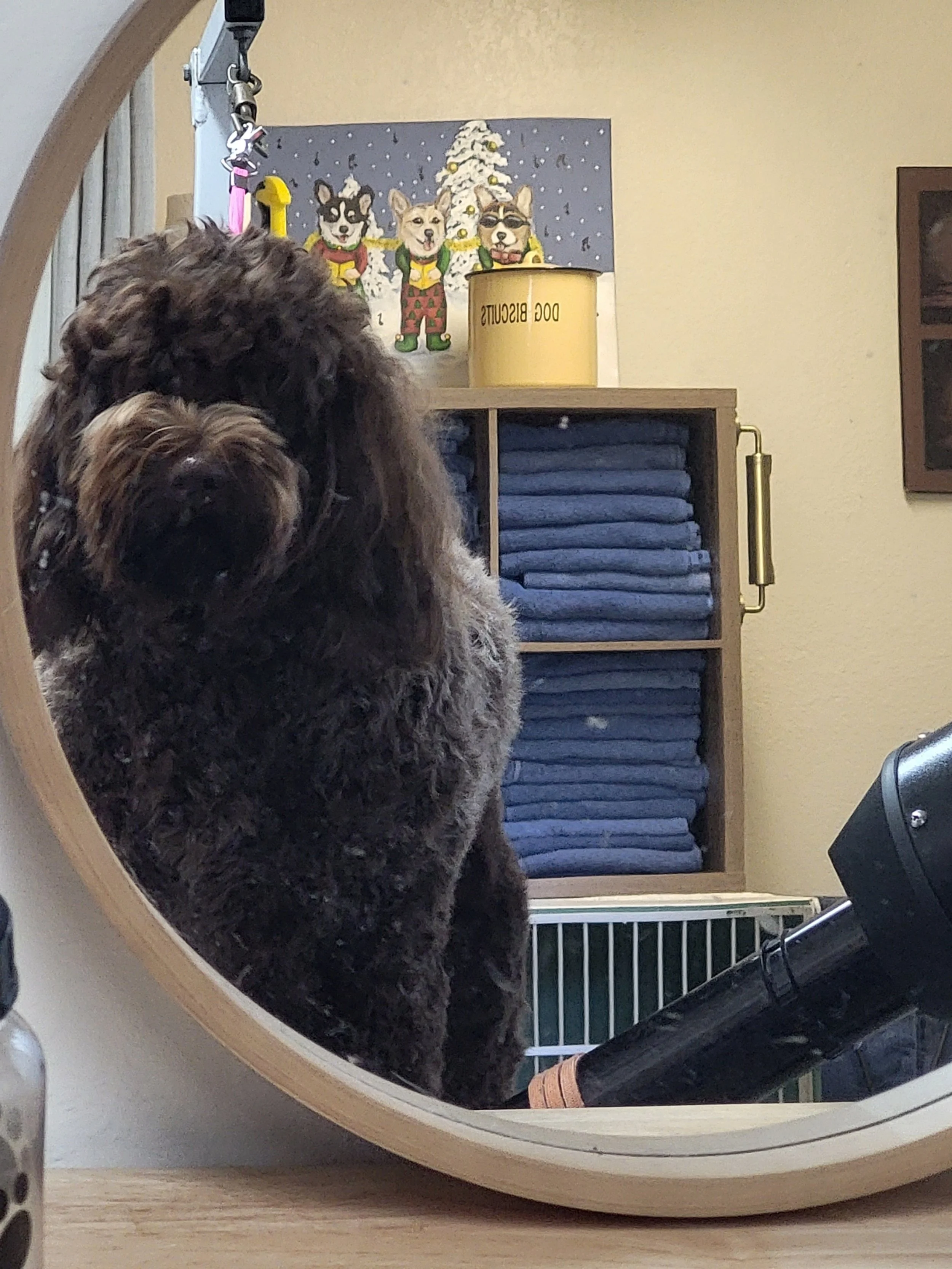 Dog in front of mirror, with folded blue towels and holiday-themed artwork of three dogs in sweaters and snowmen in background.