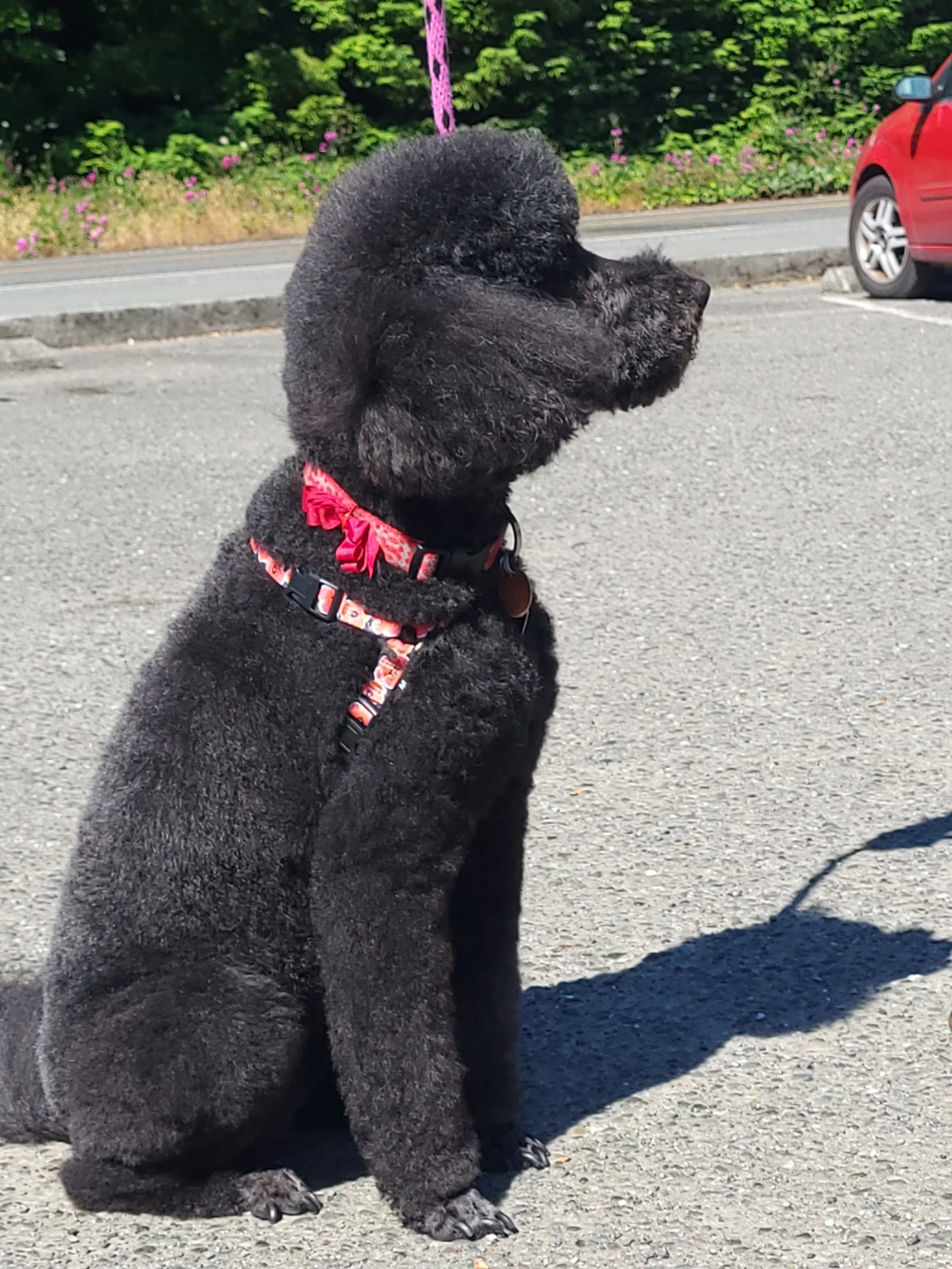 Black puppy sitting on asphalt with a red collar and pink bandana, facing sideways with a background of greenery, a red car, and a parking lot.