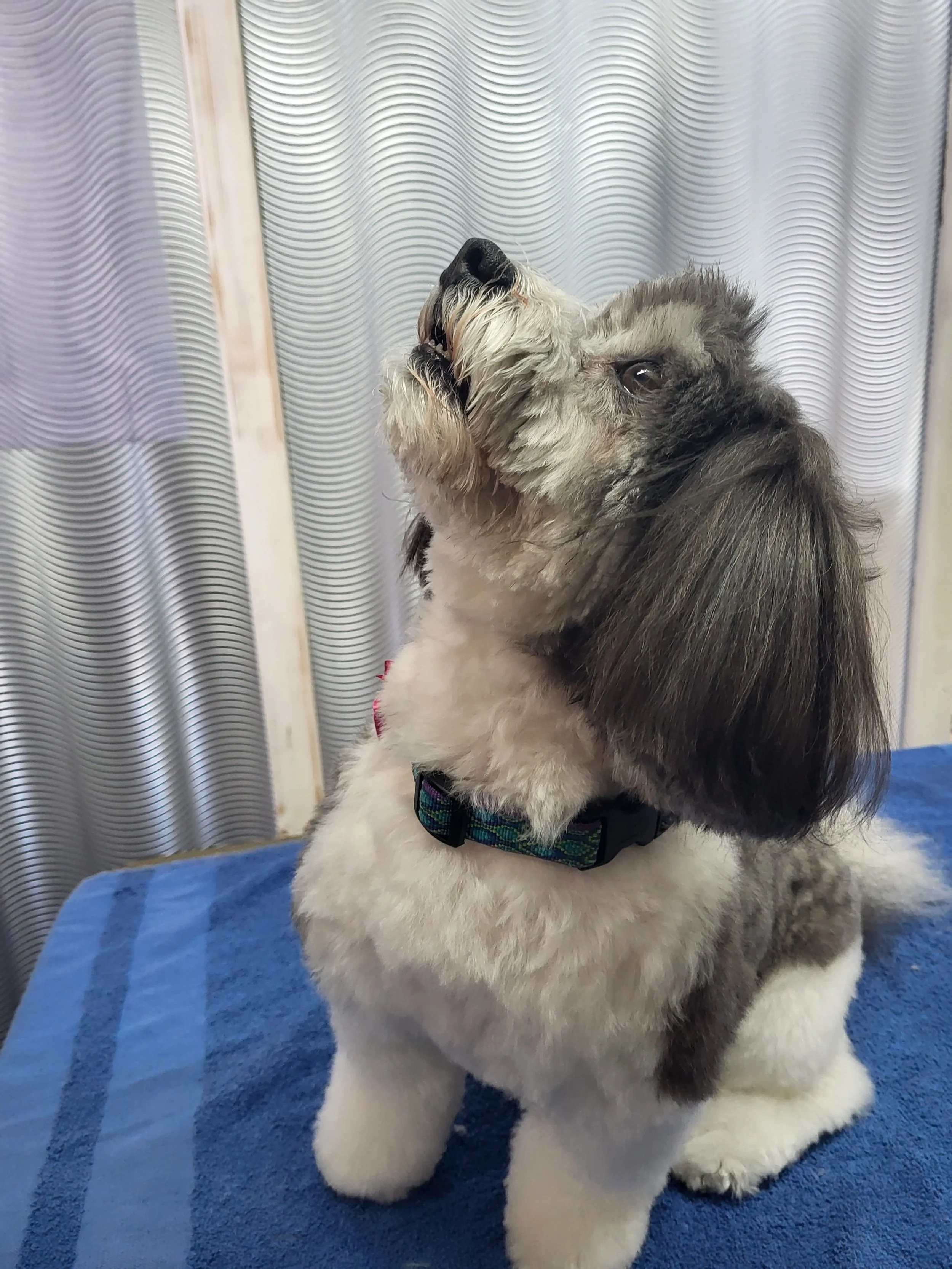 A cute dog with fluffy fur and long ears, sitting on a blue towel, looking up with a curious expression.