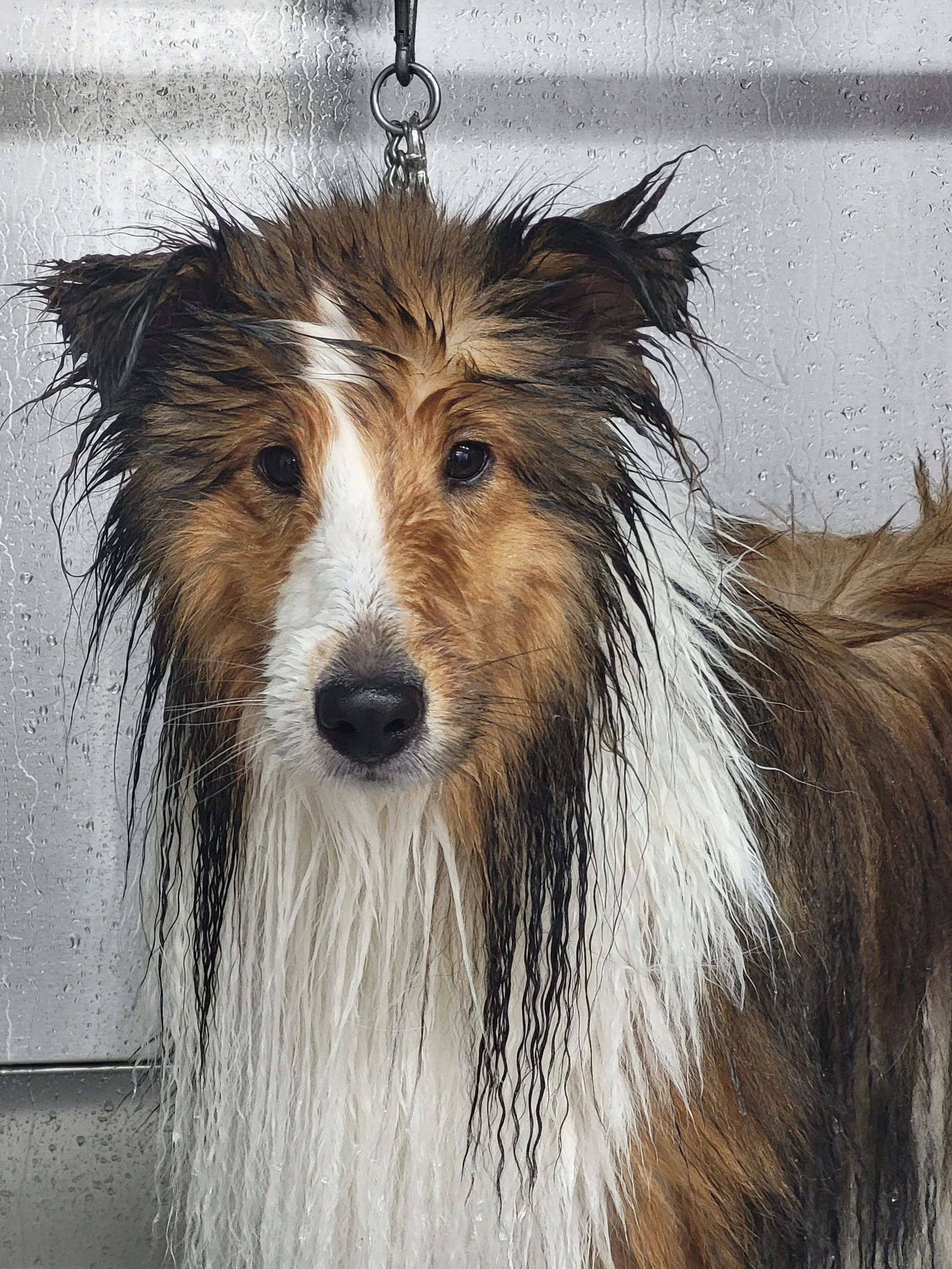 Wet Shetland Sheepdog with long, multicolored fur and expressive eyes, standing against a stainless steel background.