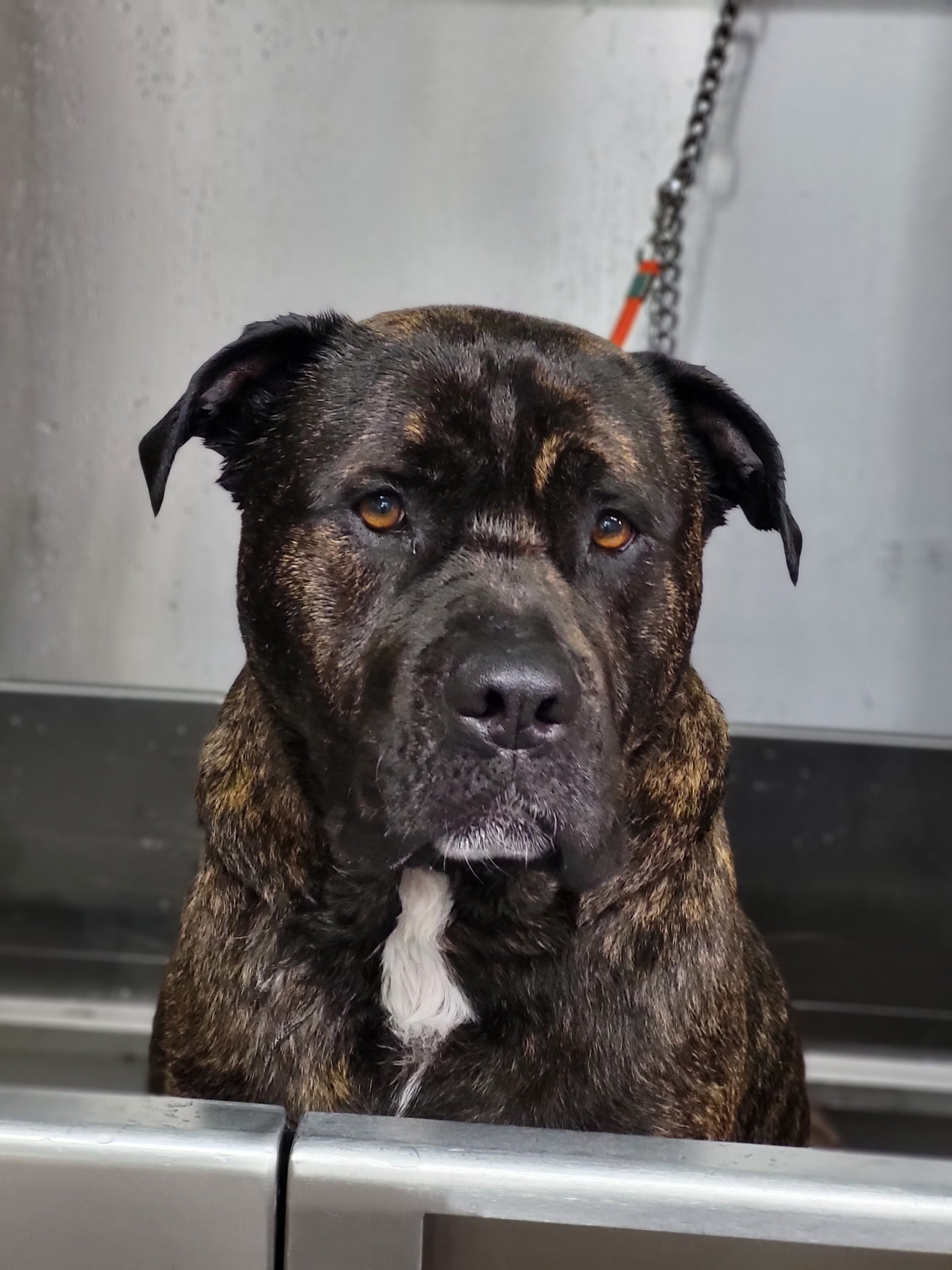 A brindle-colored dog with a white patch on its chest, sitting indoors on a metallic surface, looking at the camera with a curious expression.