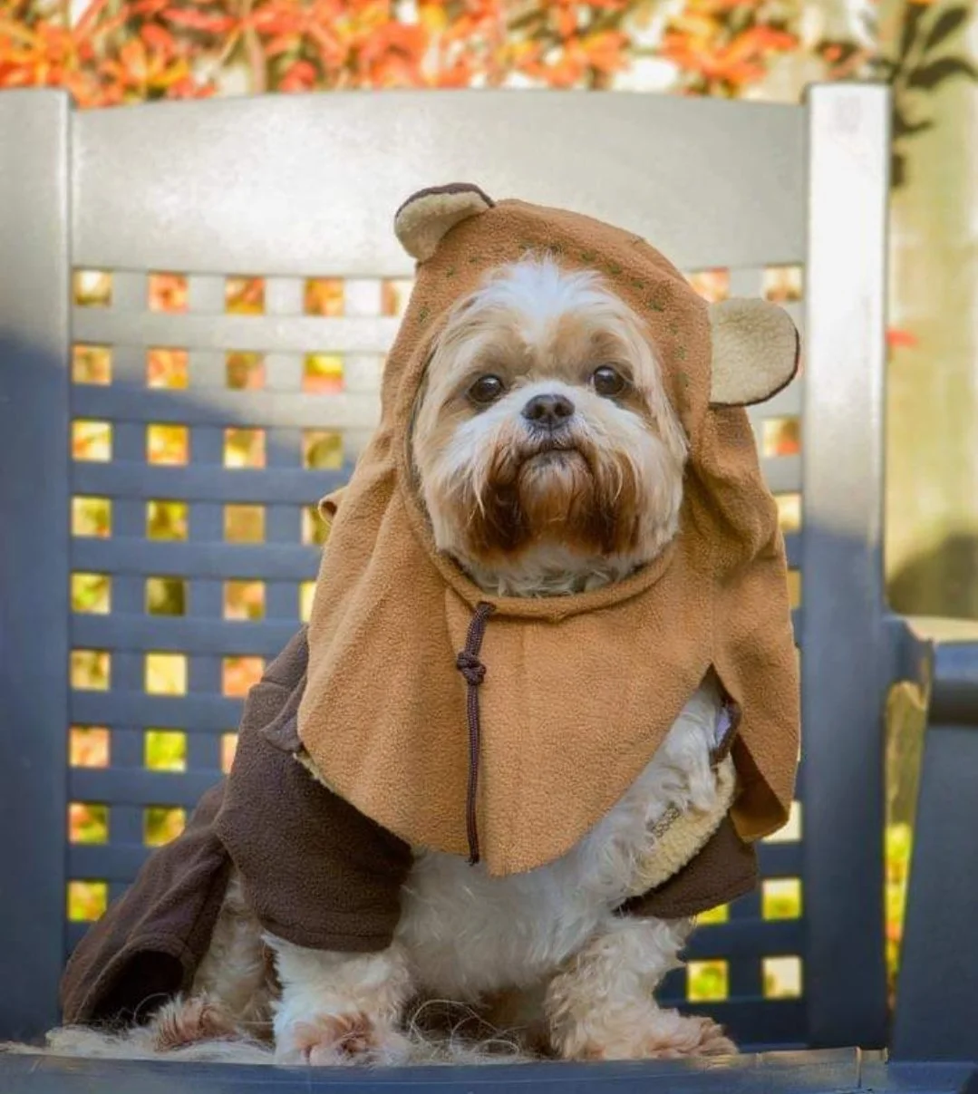 A small dog dressed in a bear costume sitting on a bench outdoors.
