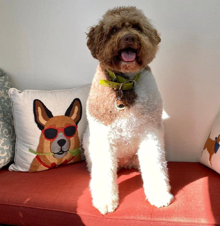 A happy curly-haired dog with brown and white fur sitting on a red couch, wearing a green collar with a dog tags. There are decorative pillows behind it, one with a cartoon of a dog wearing sunglasses and another with a different pet cartoon.
