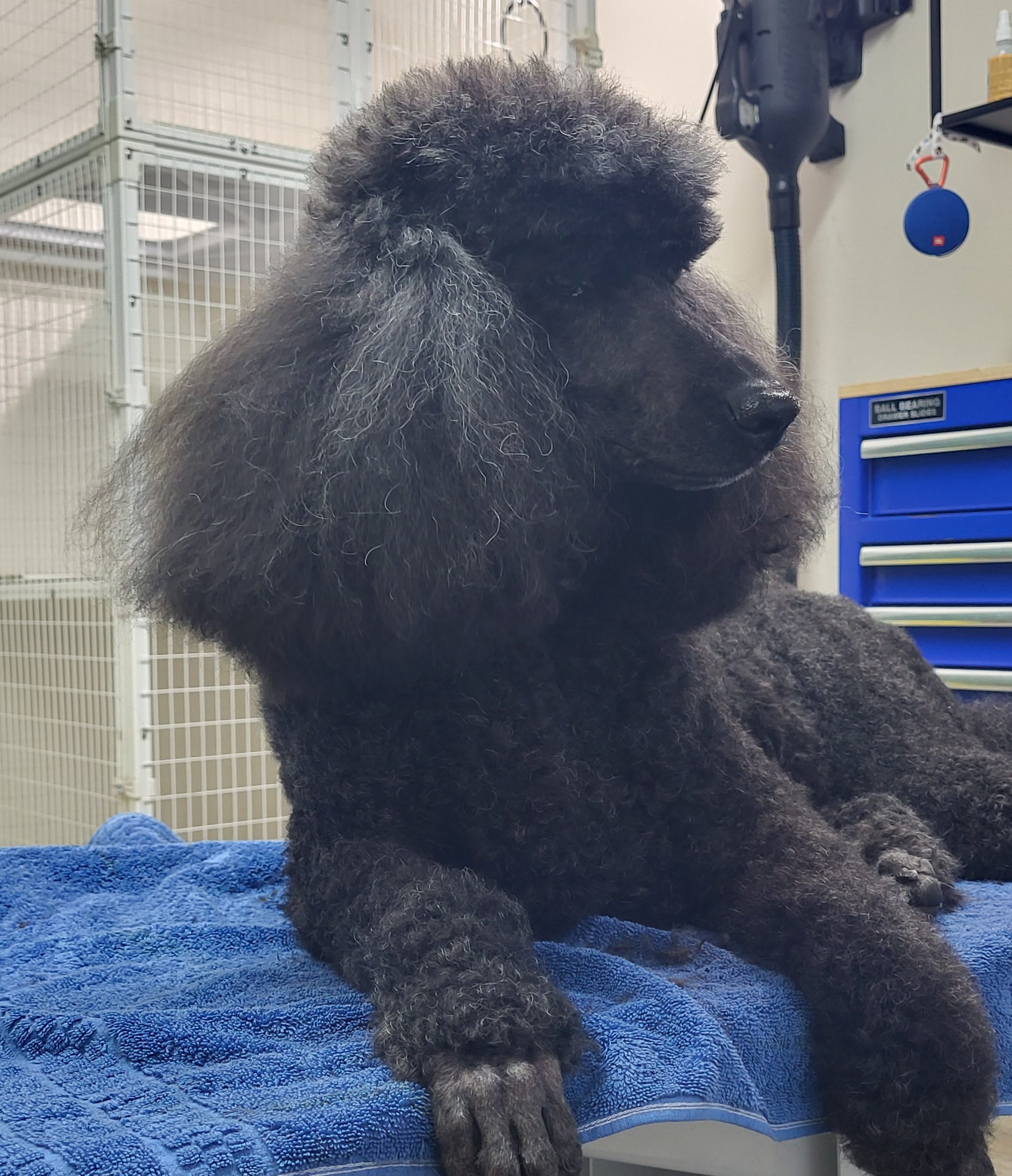 Close-up of a black poodle dog with curly and fluffy fur, lying on a blue towel in a grooming or veterinary clinic with cages and shelving in the background.