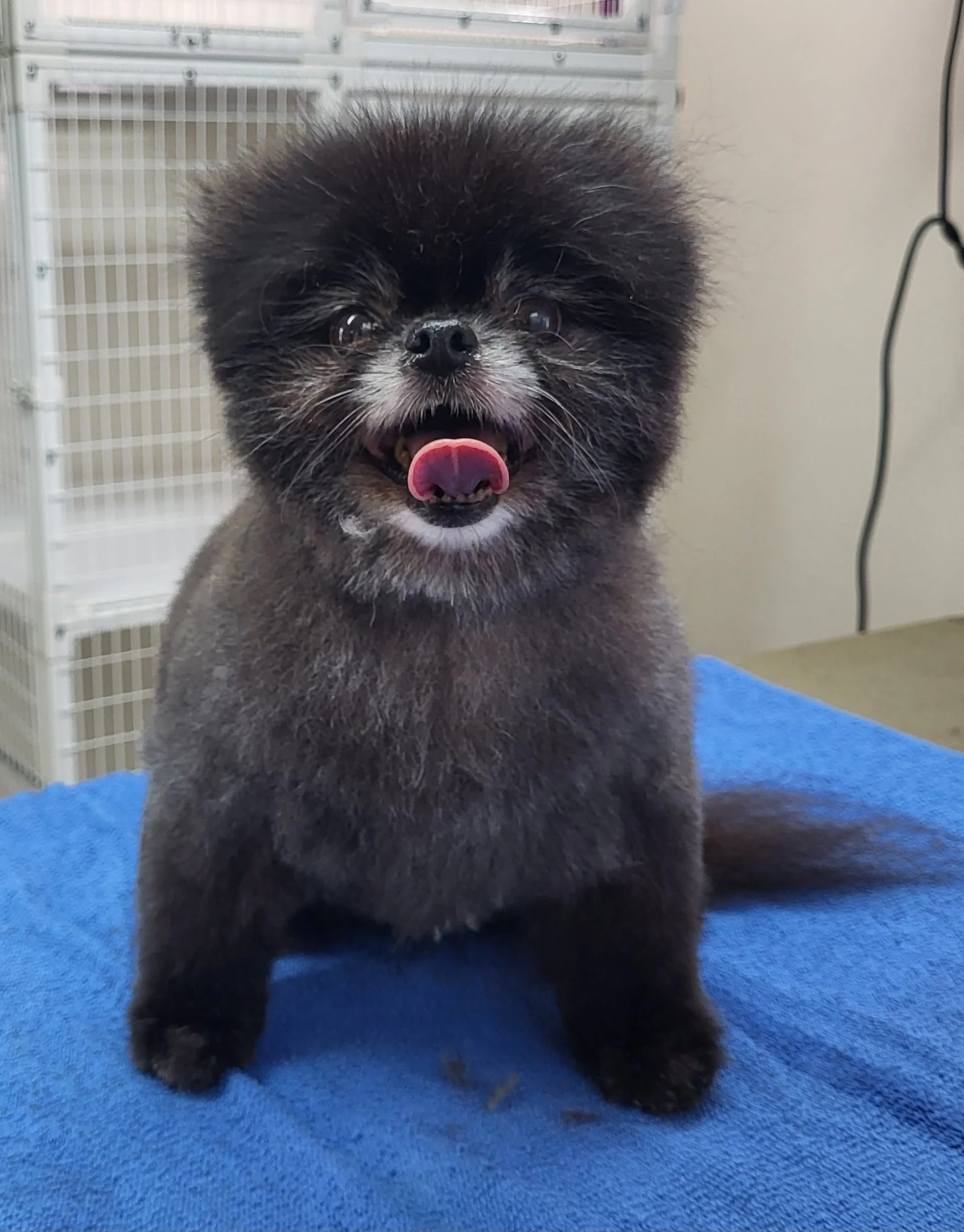 A small black dog with fluffy fur, sitting on a blue towel, with its mouth open and tongue out.