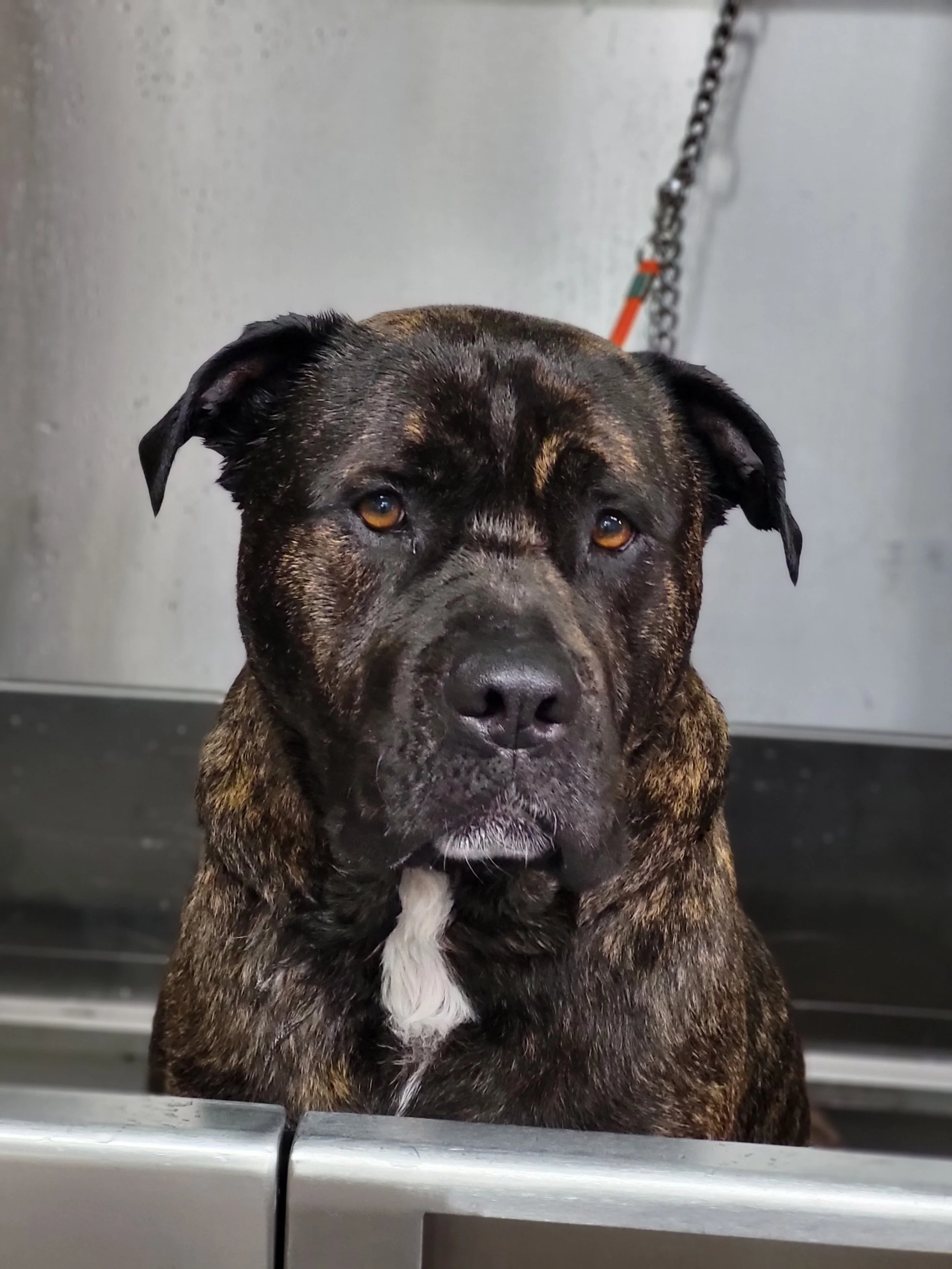 Brindle-colored dog with expressive eyes sitting in a stainless steel tub or sink, with a chain and orange strap attached to a wall in the background.