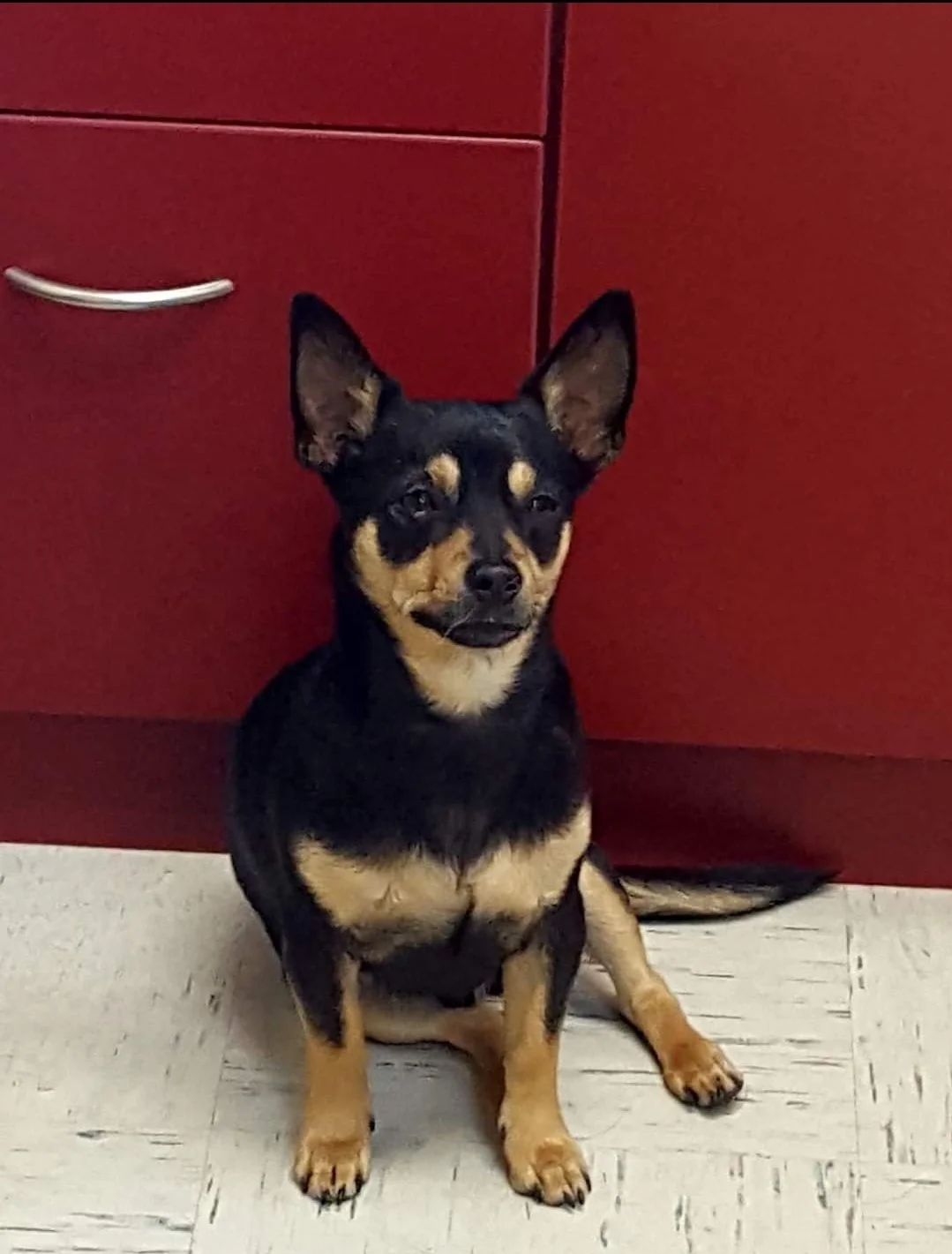 A small black and tan dog with large ears sitting on a tiled floor in front of a red cabinet.