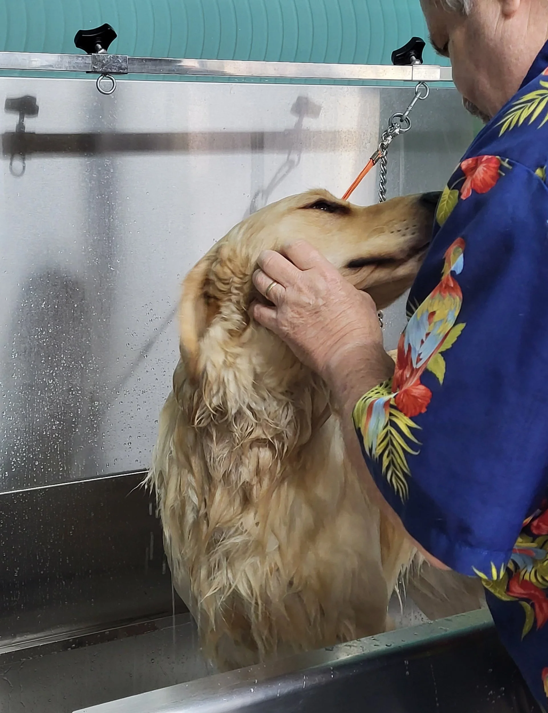 A person giving a bath to a golden retriever in a grooming tub, with the dog’s head resting on the person’s hand.
