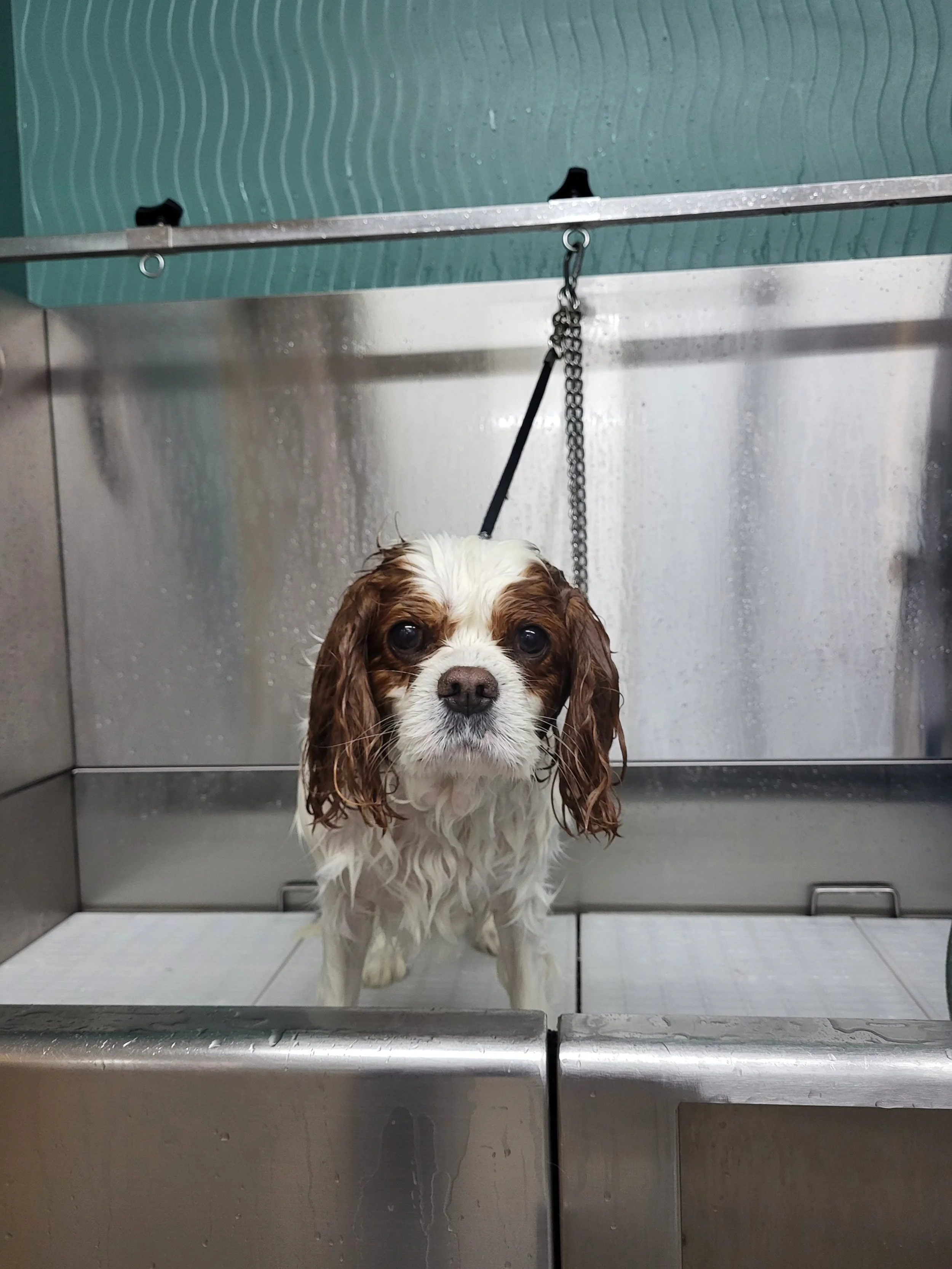 Wet Cavalier King Charles Spaniel dog on grooming table during bath