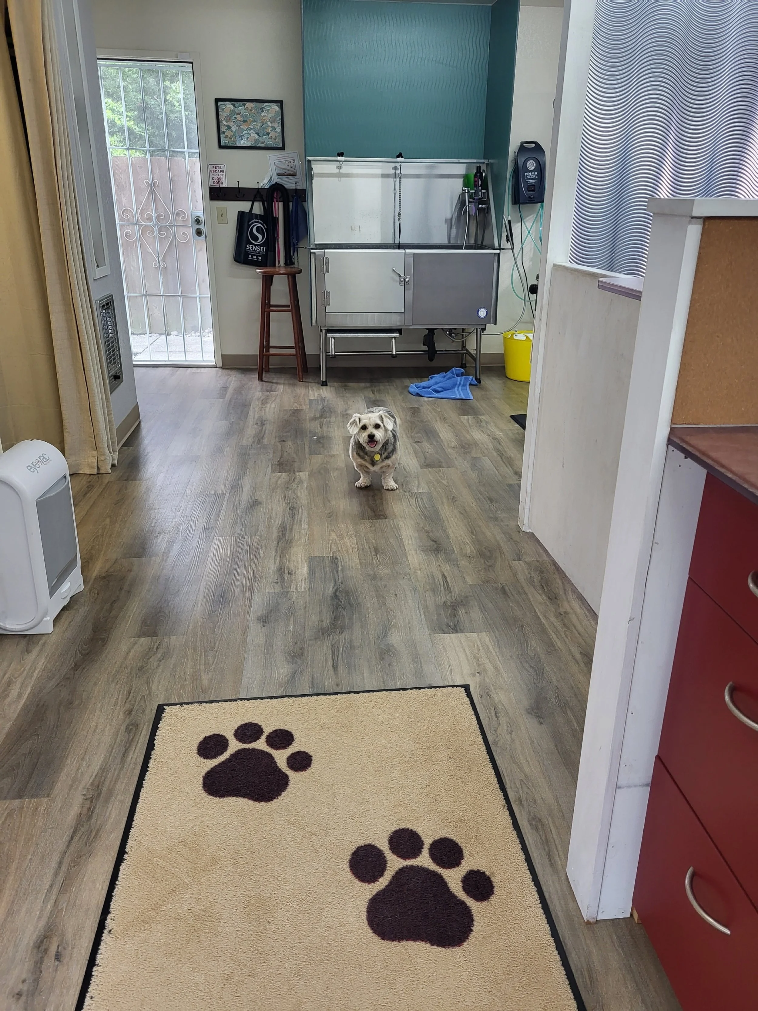 A small dog standing on a wooden floor in a room, looking at the camera with a happy expression. The room has a dog grooming station, a colorful mat with paw prints in the foreground, and a door with a glass window leading outside.