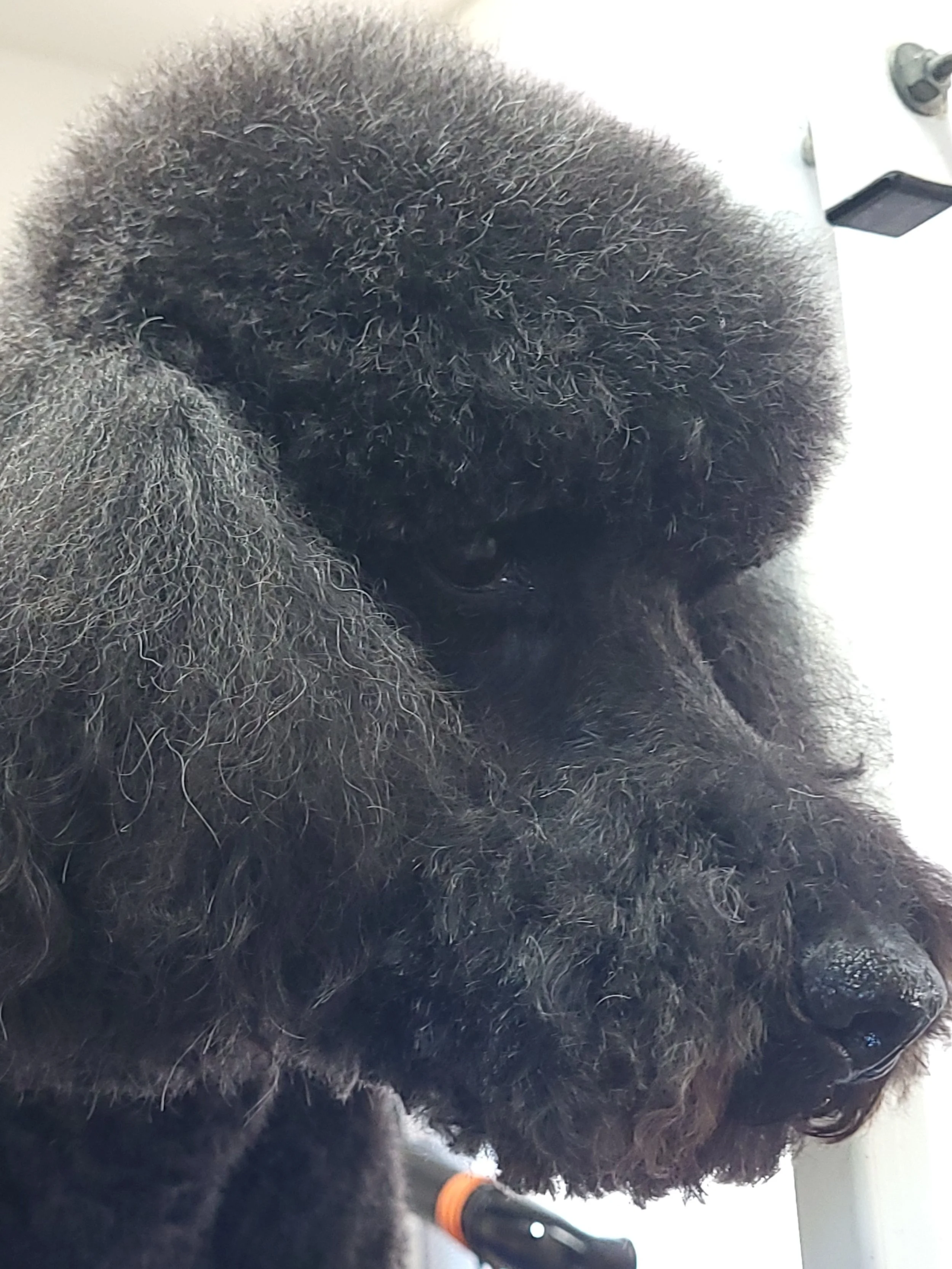 Close-up of a black poodle with curly fur, sitting on a grooming table in a grooming salon.