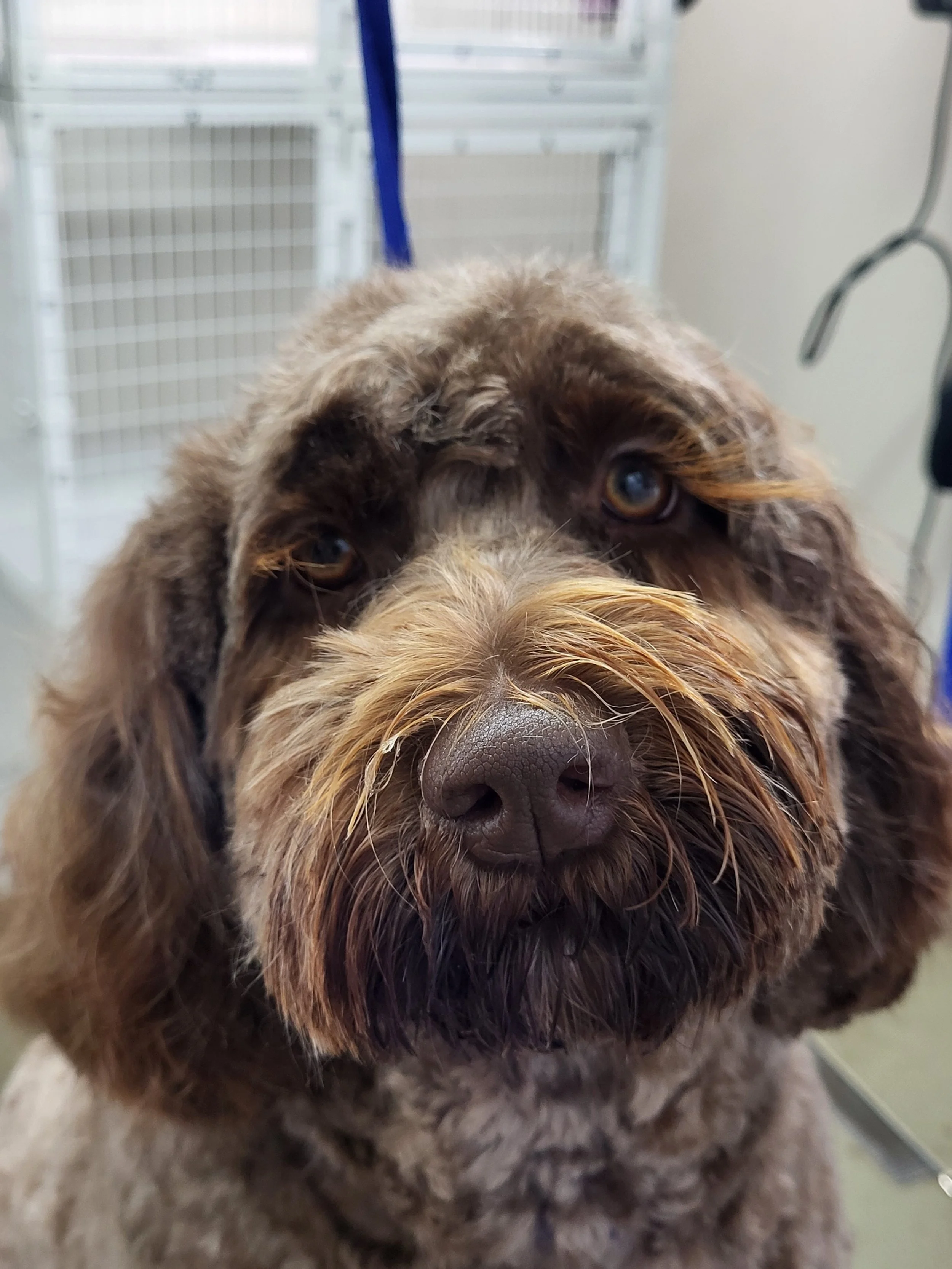 Close-up of a brown, curly-haired dog with a beard, sitting on a grooming table at a pet salon.