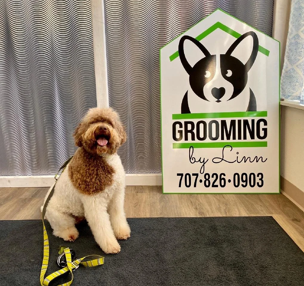 A curly-haired dog with brown and white fur sitting on a black mat next to a sign that reads "GROOMING by Linn" with a phone number. The dog is smiling and appears happy inside grooming shop.